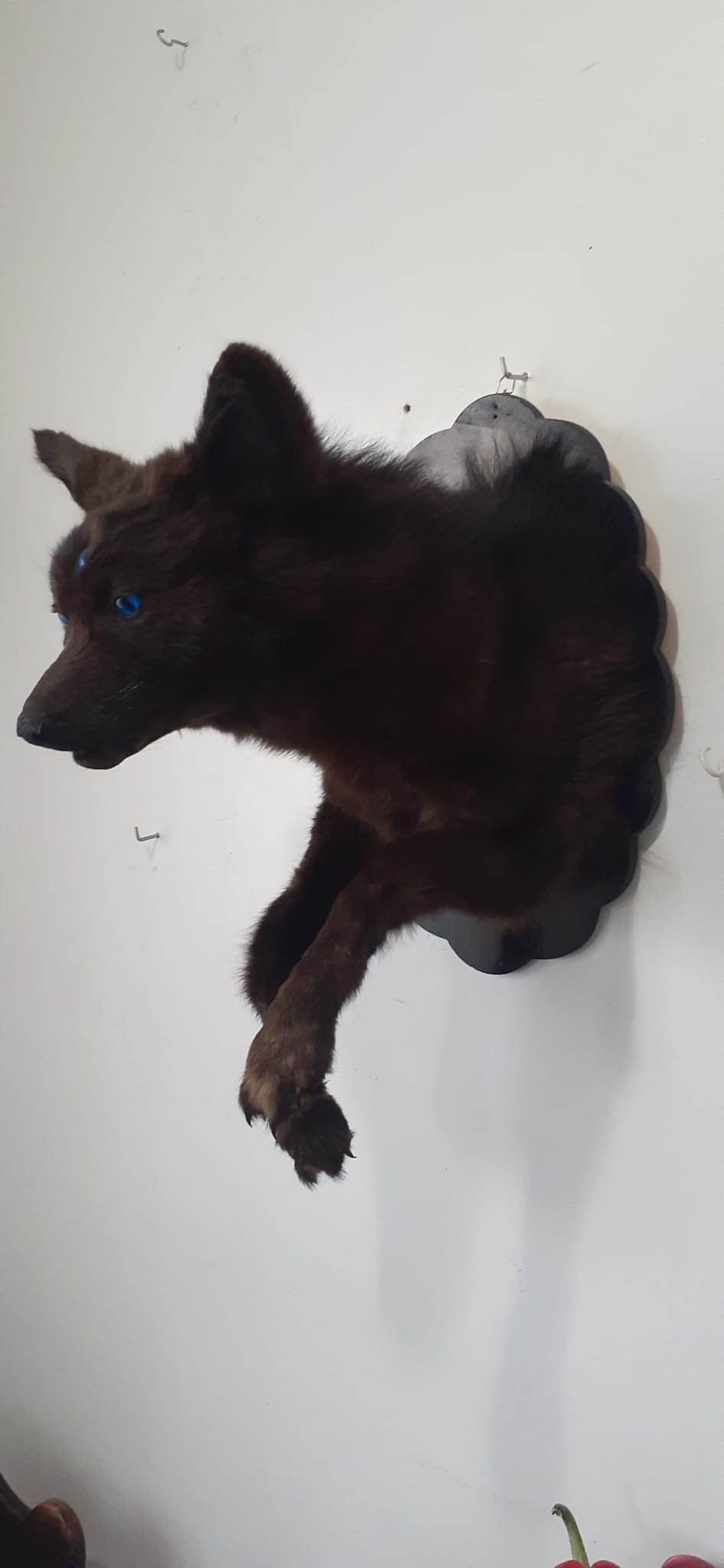 Three eyed dark brown coyote taxidermy monster with posable front feet, shoulder mount coyote