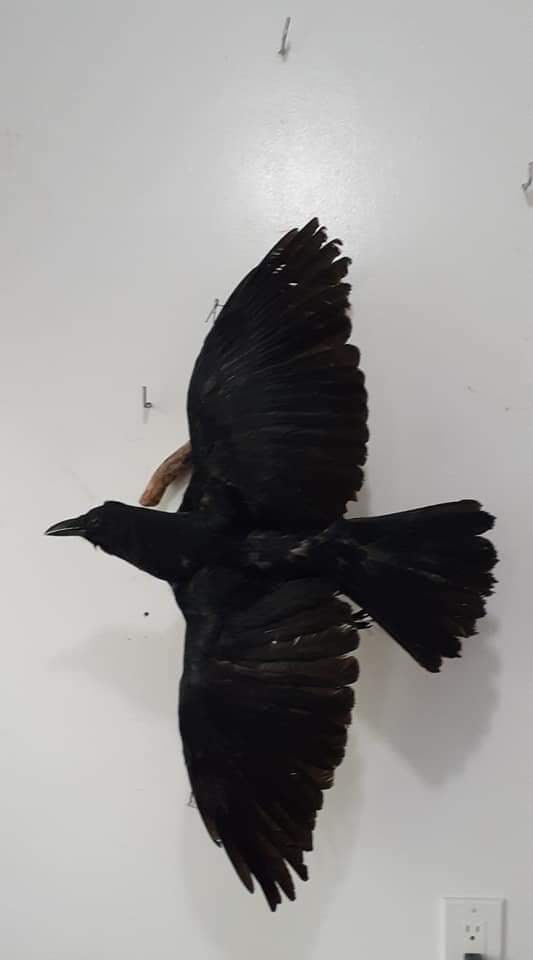Open wings flying position crow taxidermy high quality mount