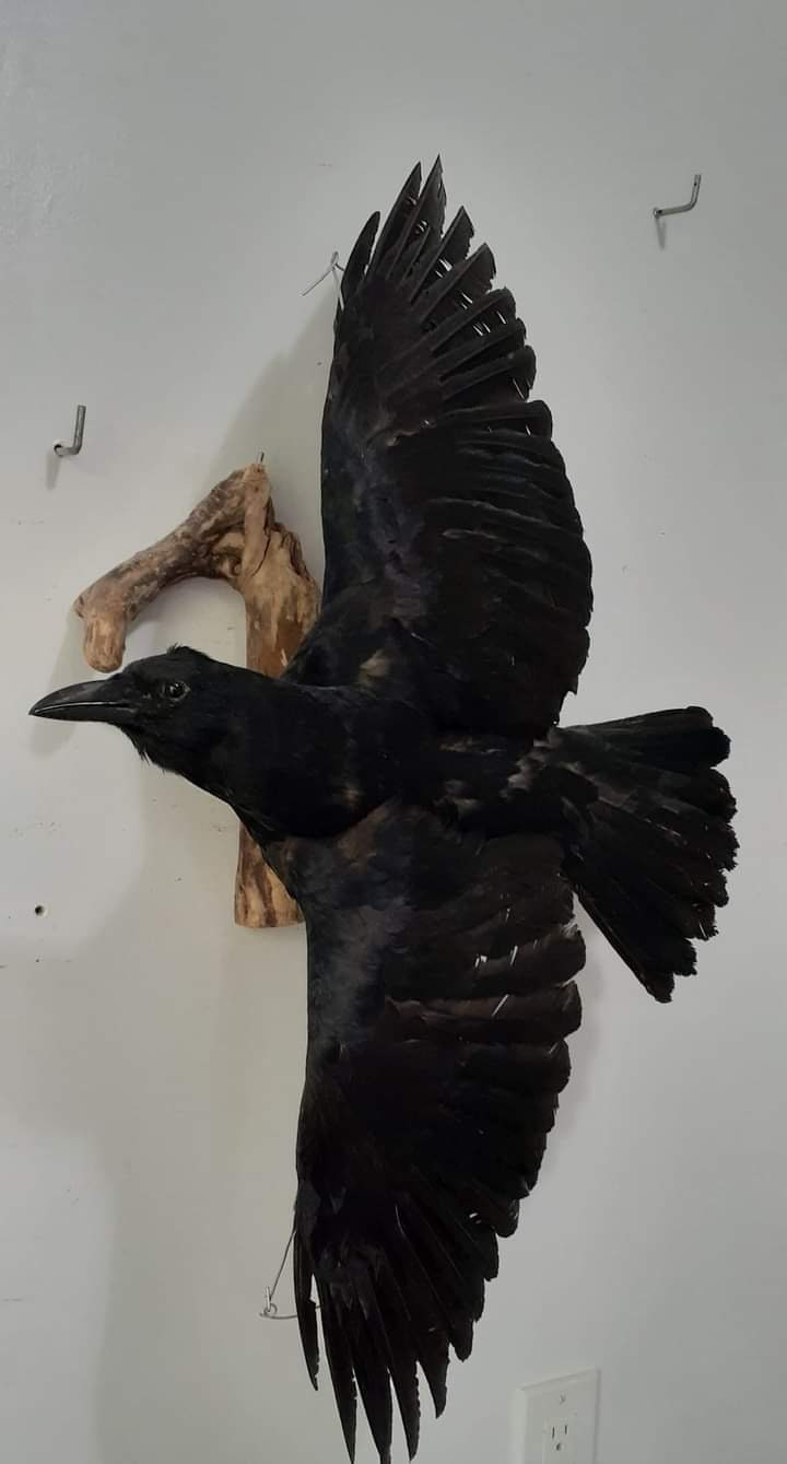 Open wings flying position crow taxidermy high quality mount