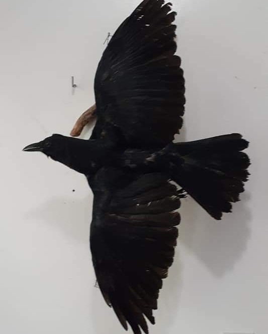 Open wings flying position crow taxidermy high quality mount