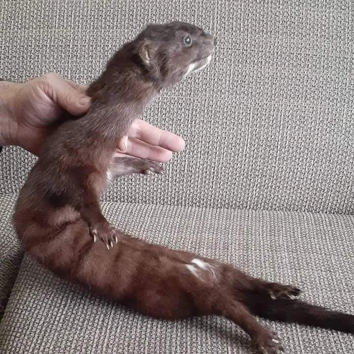 Cute floppy soft mount pine marten taxidermy