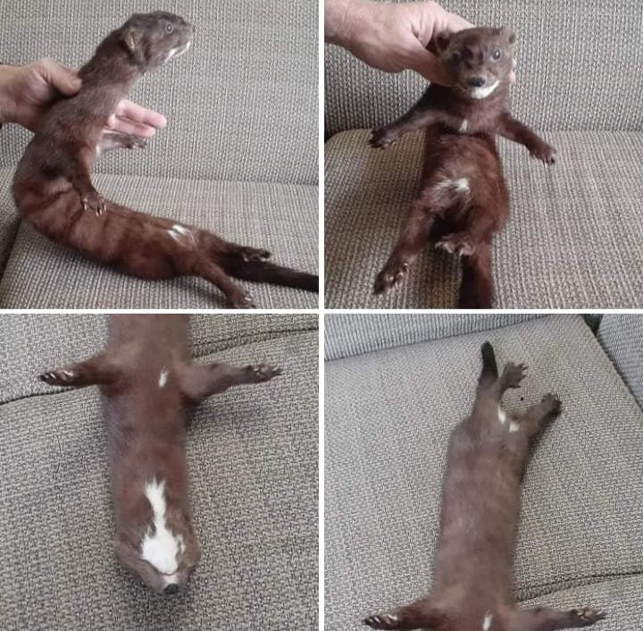 Cute floppy soft mount pine marten taxidermy