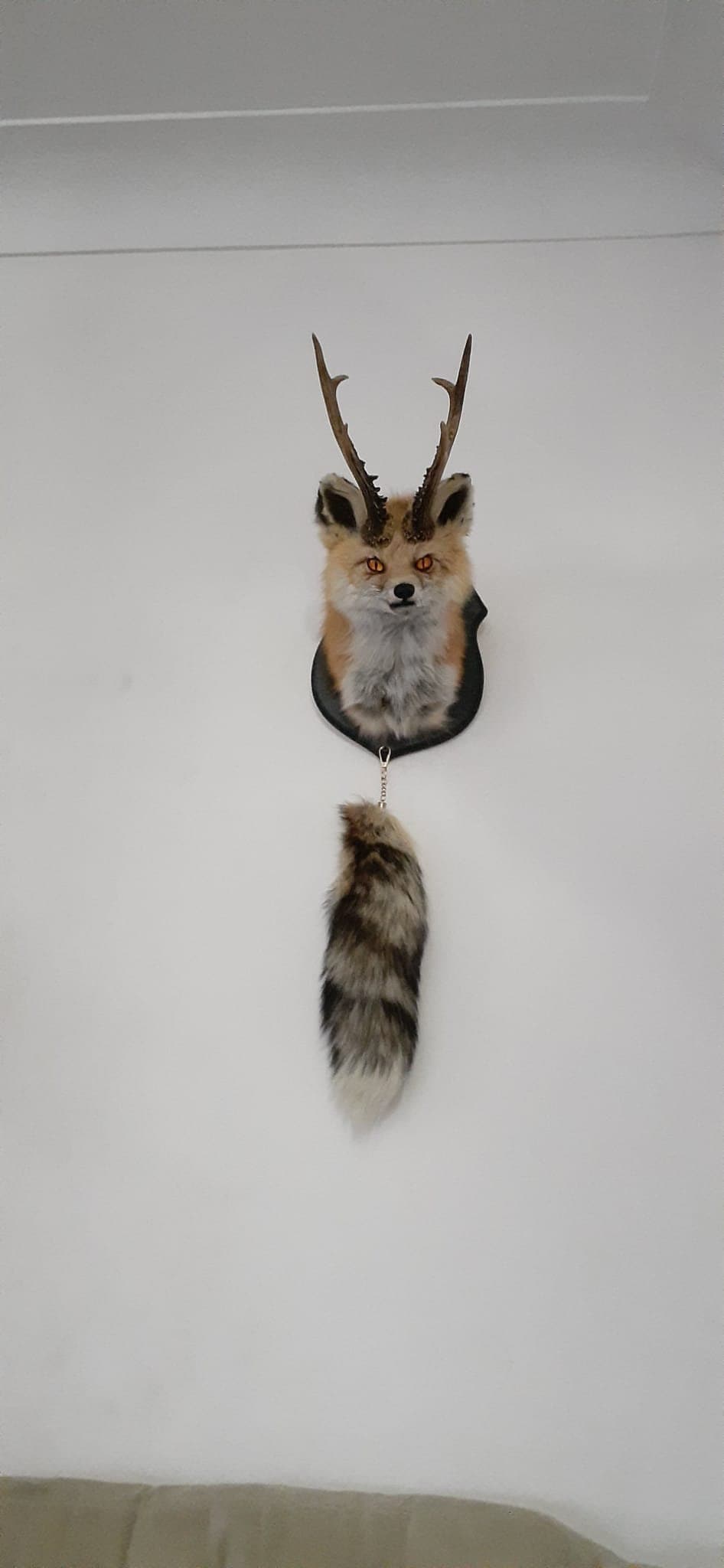 Foxalope shoulder taxidermy, wall mounted taxidermy high quality fox with antlers and his tail