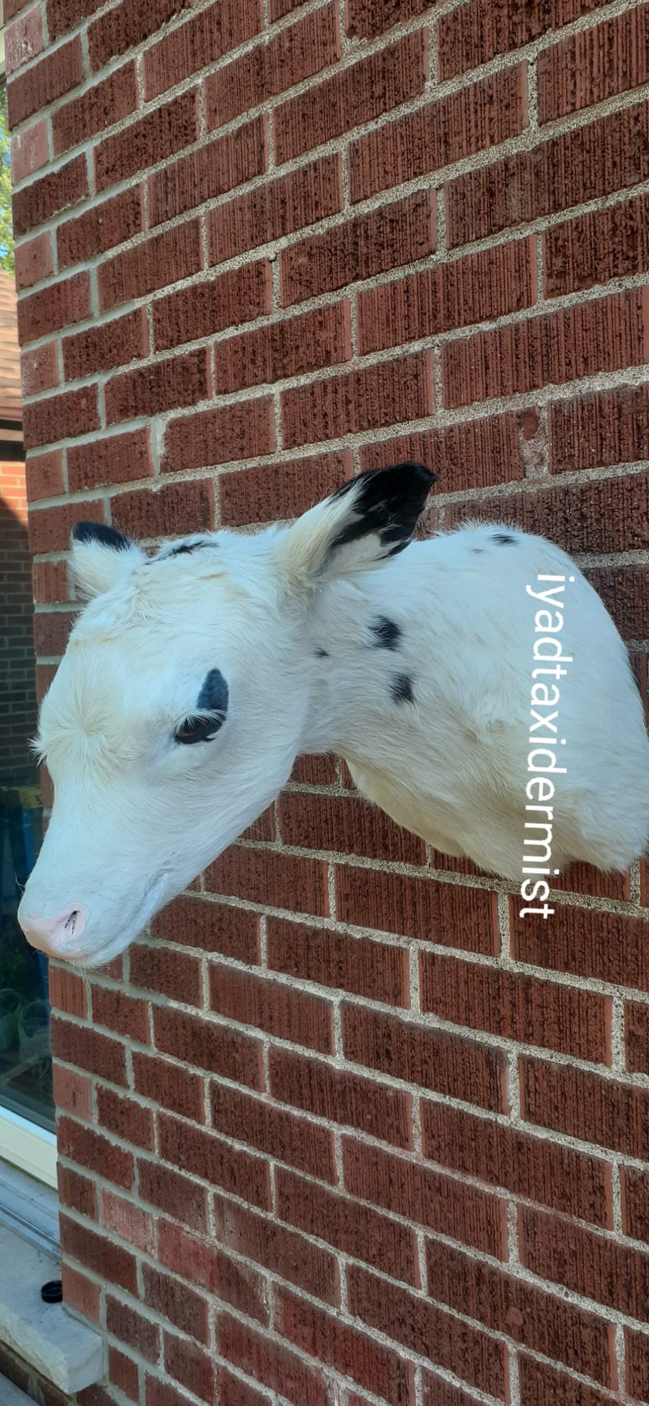 Very cute shoulder mount white baby calf taxidermy, wall mount calf