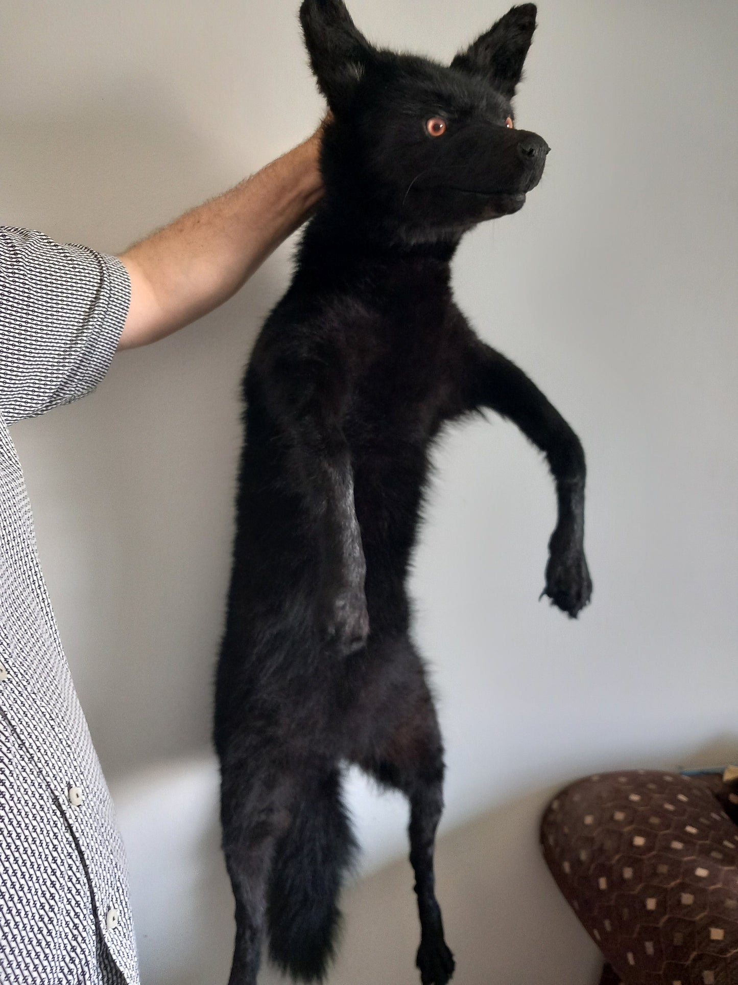 Floppy soft mount black coyote taxidermy, high quality taxidermy