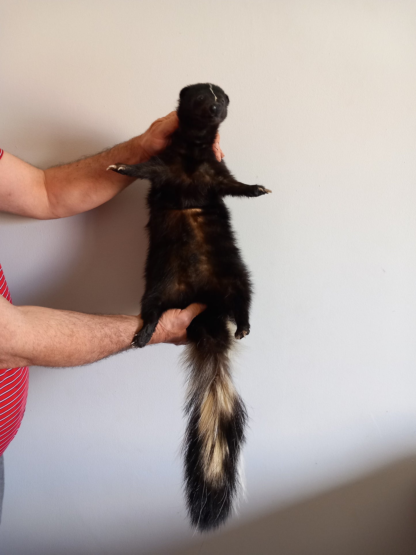 Floppy soft mount skunk taxidermy, high quality taxidermy