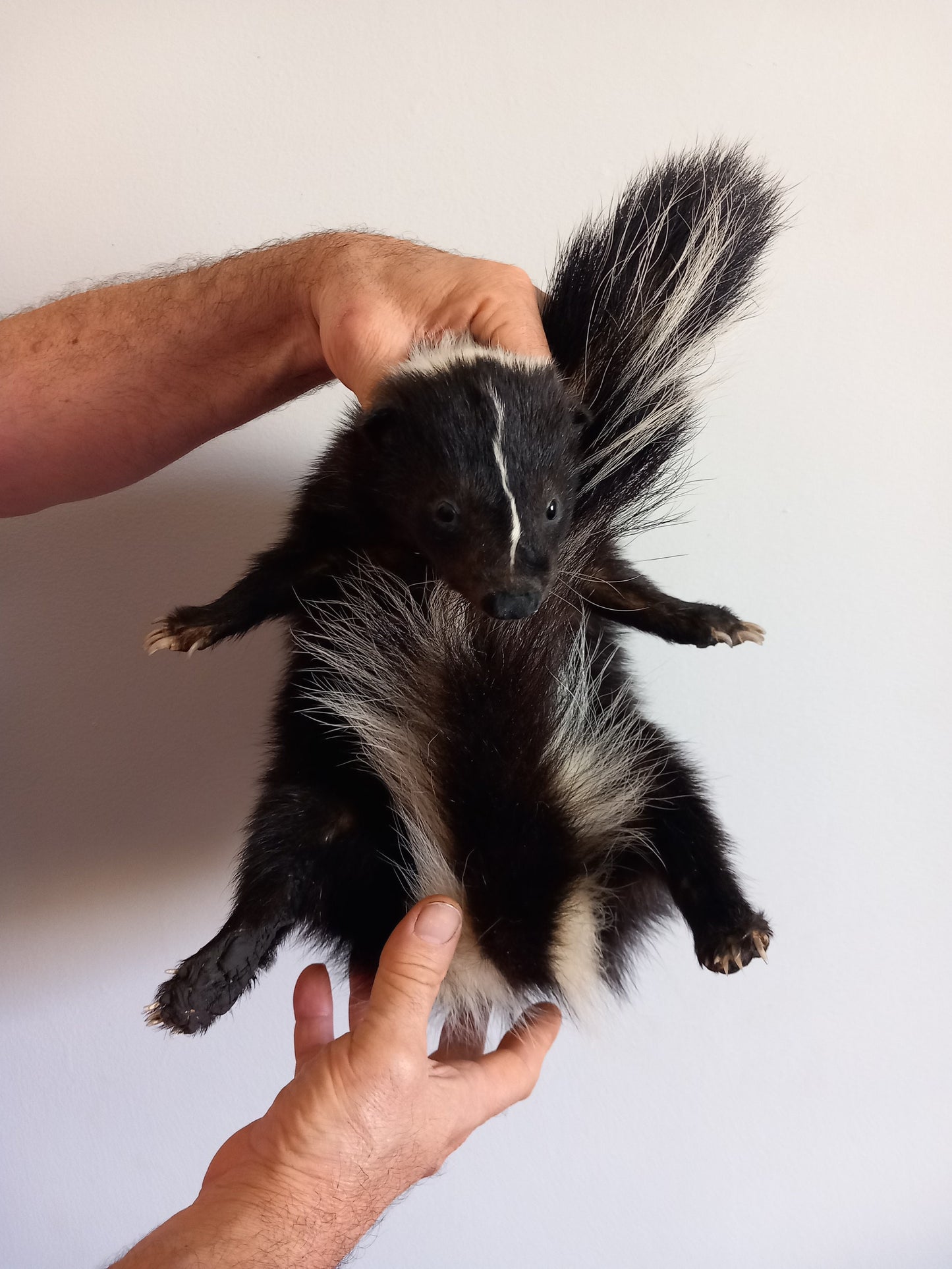Floppy soft mount skunk taxidermy, high quality taxidermy