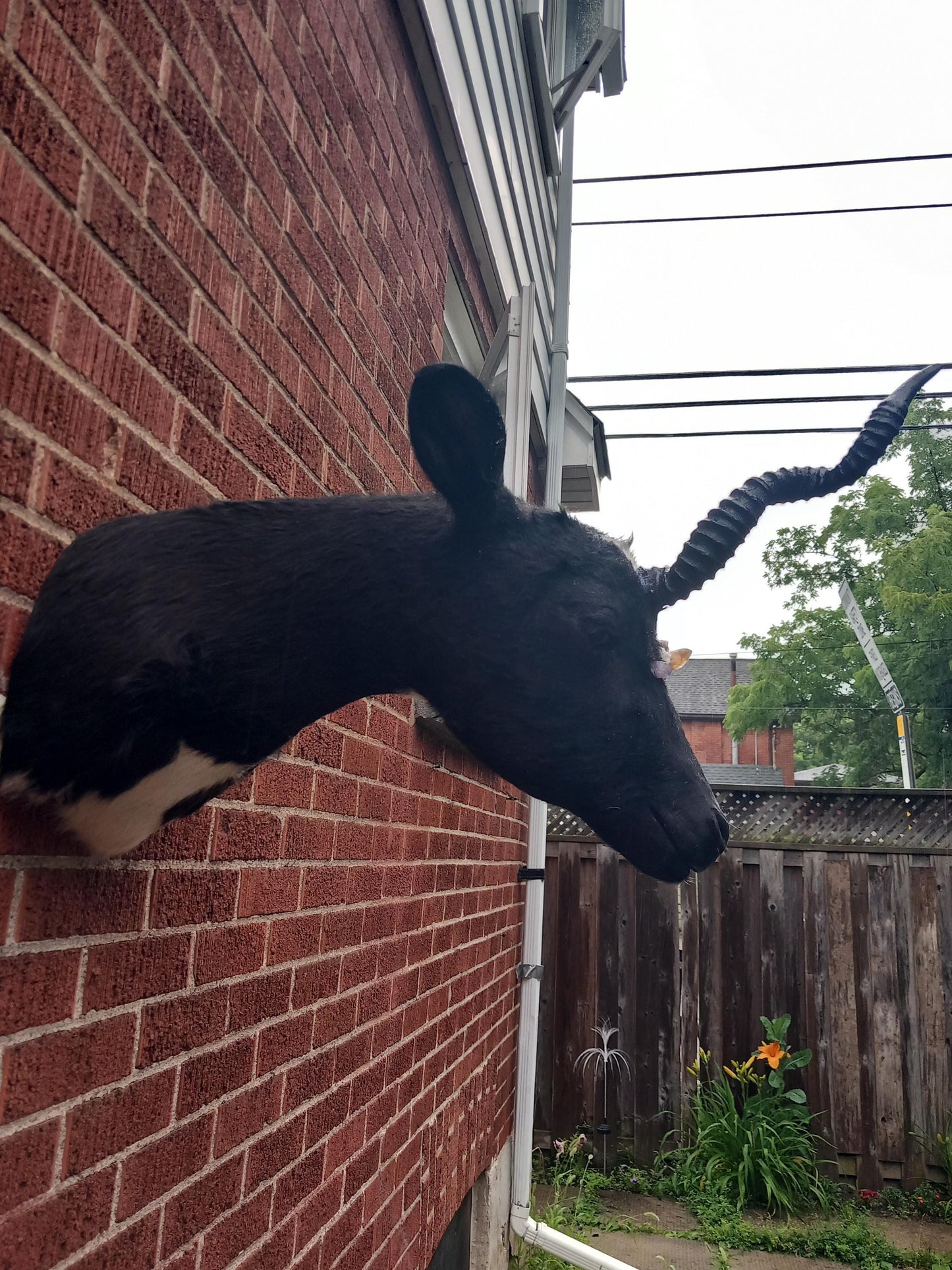 Unique unicorn shoulder mount calf taxidermy with real crystal on the face