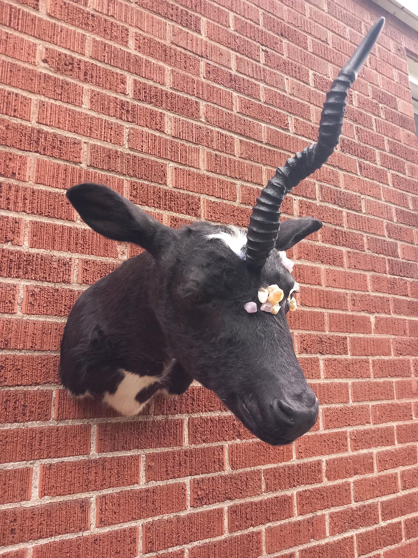 Unique unicorn shoulder mount calf taxidermy with real crystal on the face
