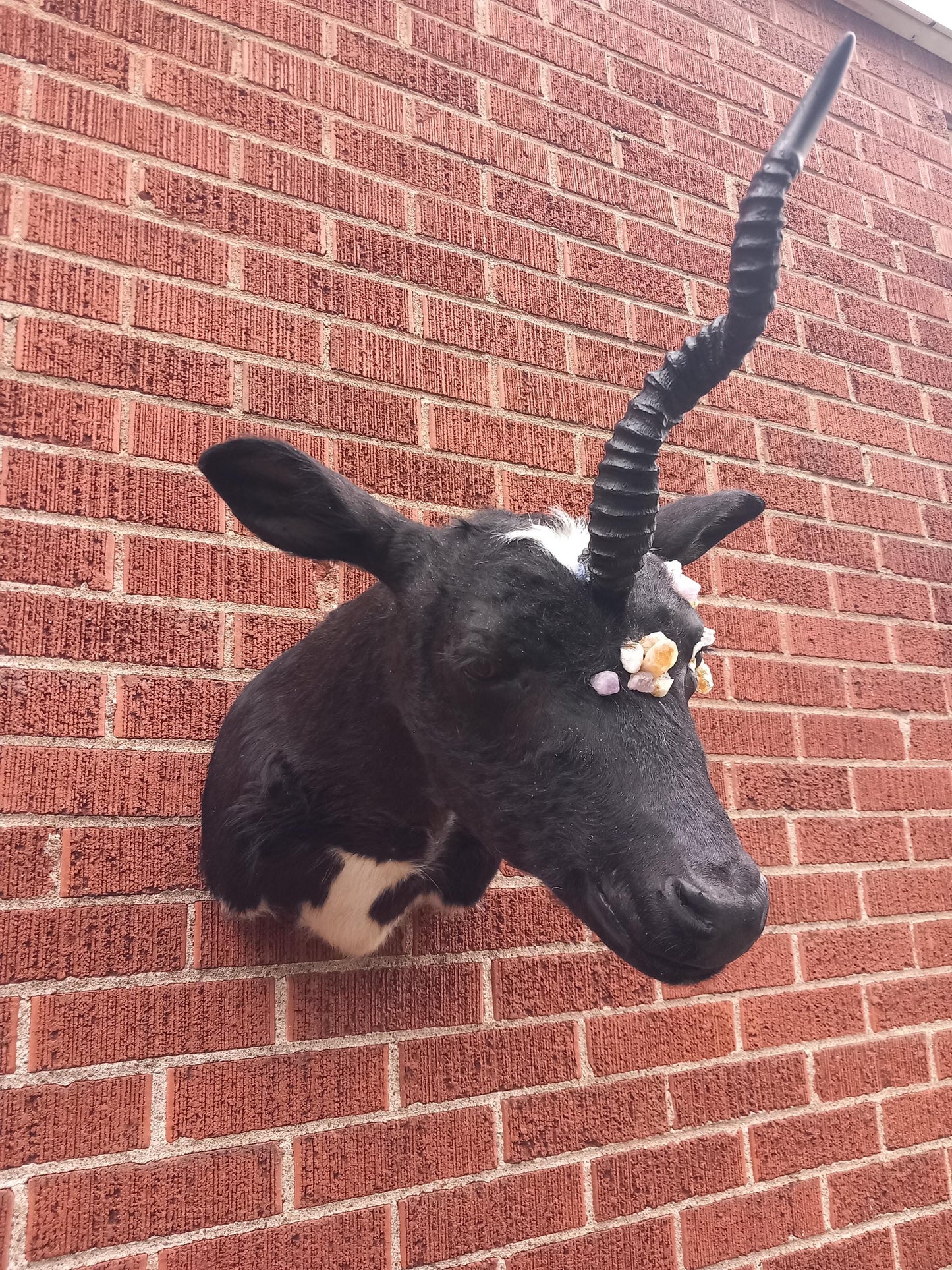 Unique unicorn shoulder mount calf taxidermy with real crystal on the face