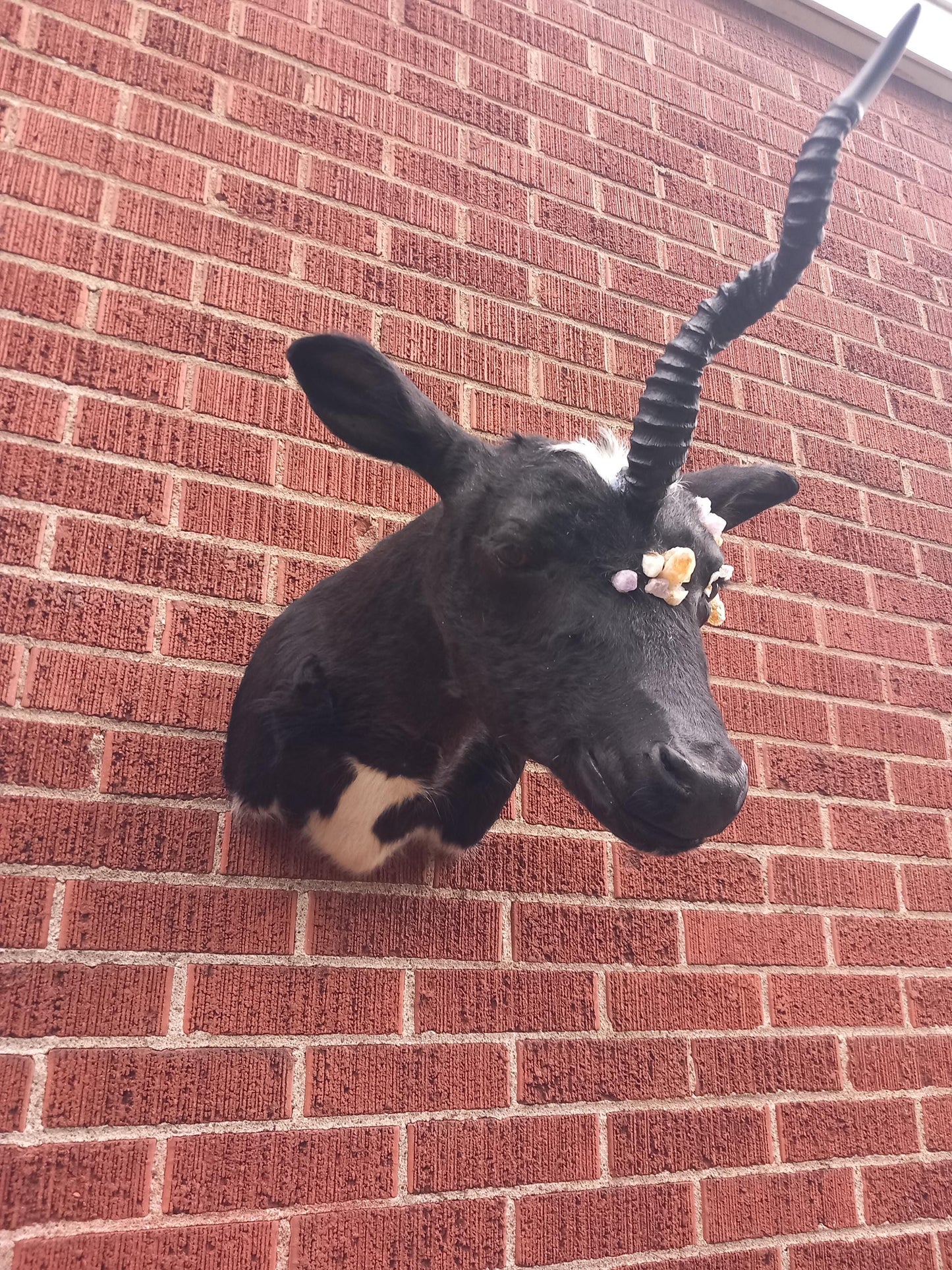 Unique unicorn shoulder mount calf taxidermy with real crystal on the face