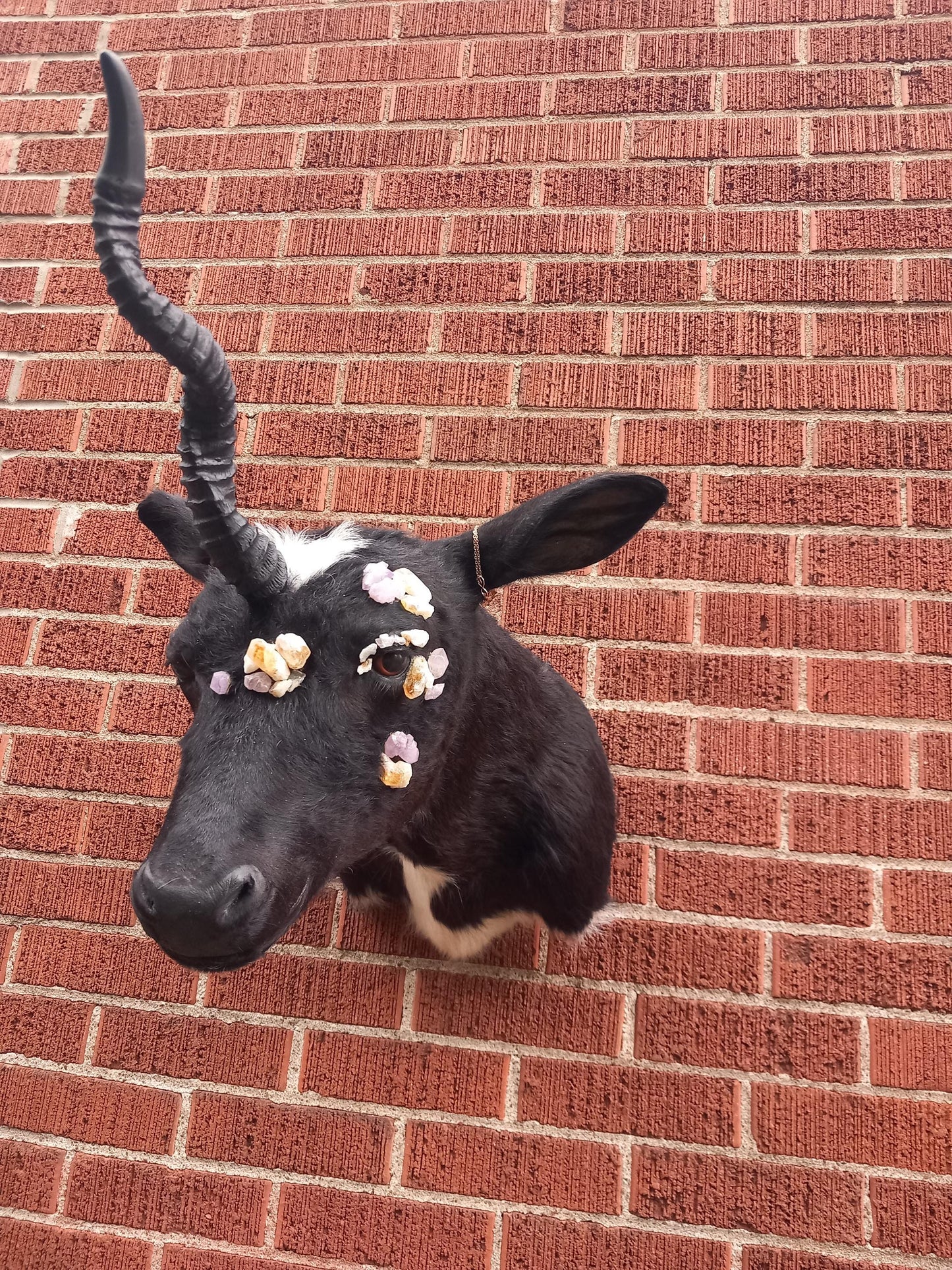 Unique unicorn shoulder mount calf taxidermy with real crystal on the face
