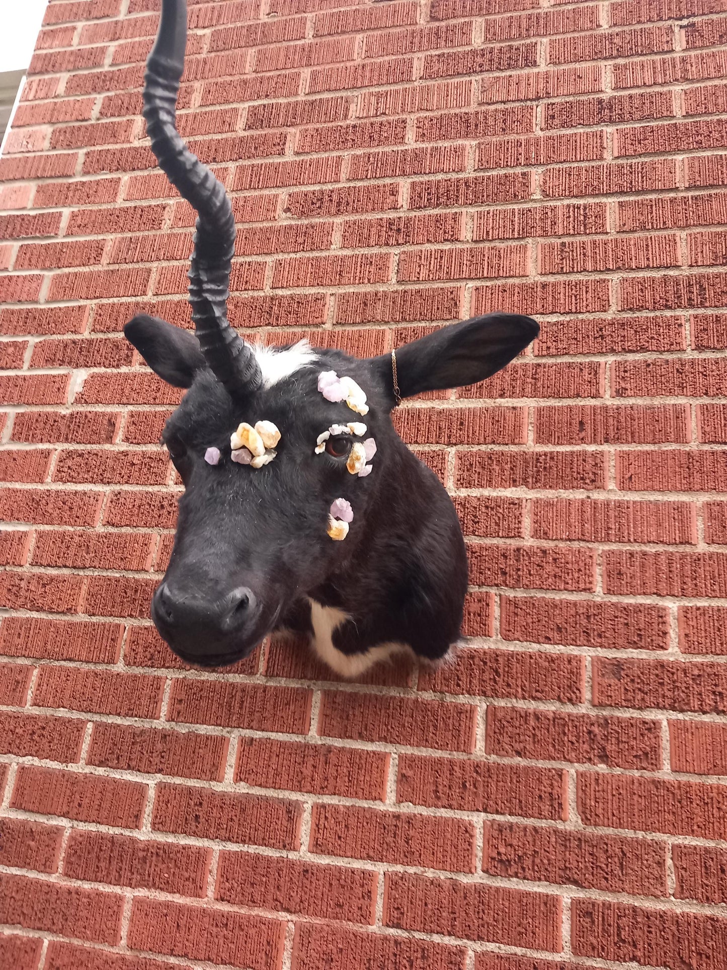 Unique unicorn shoulder mount calf taxidermy with real crystal on the face