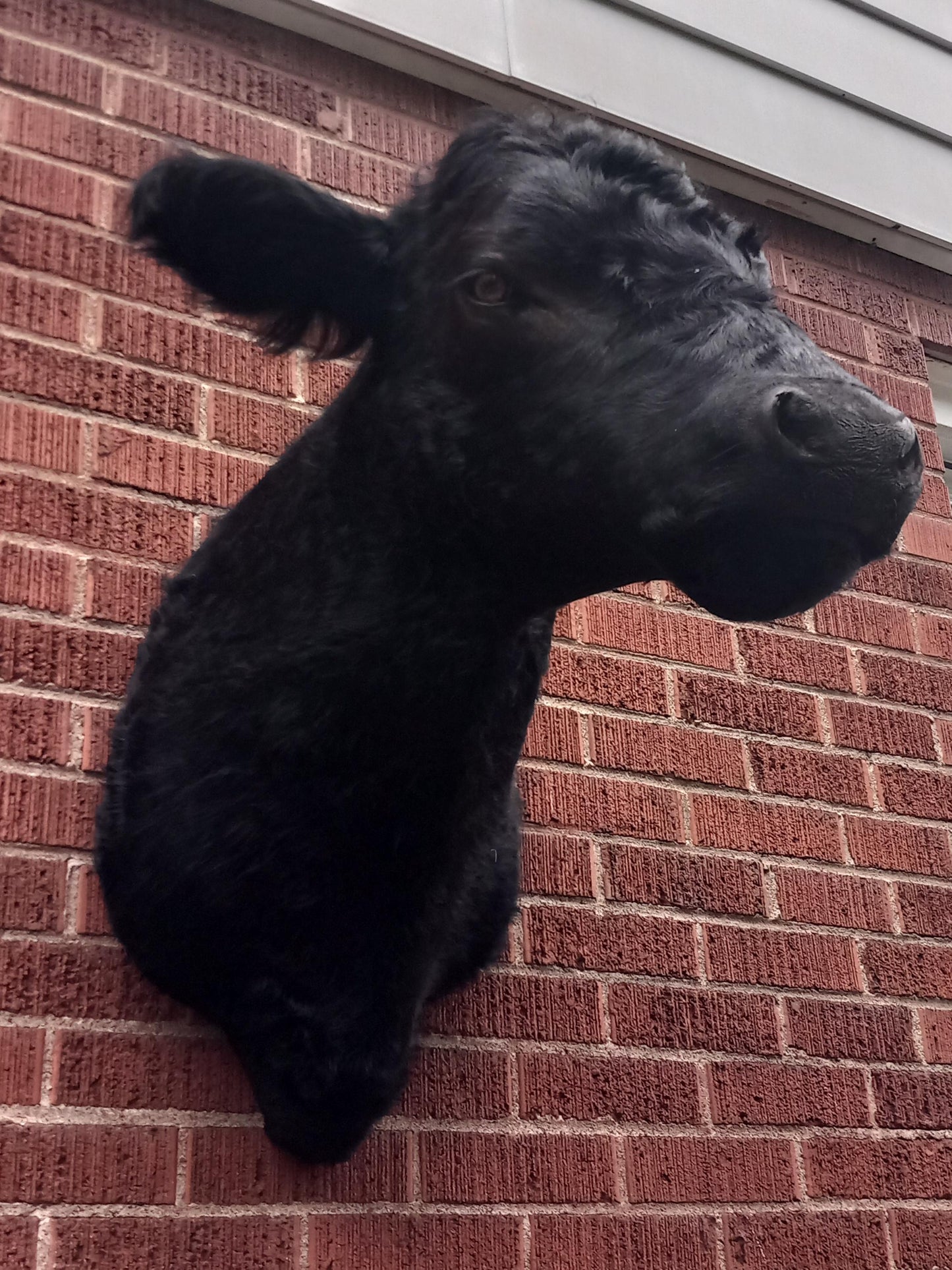 Black shoulder mount cow taxidermy. high quality taxidermy