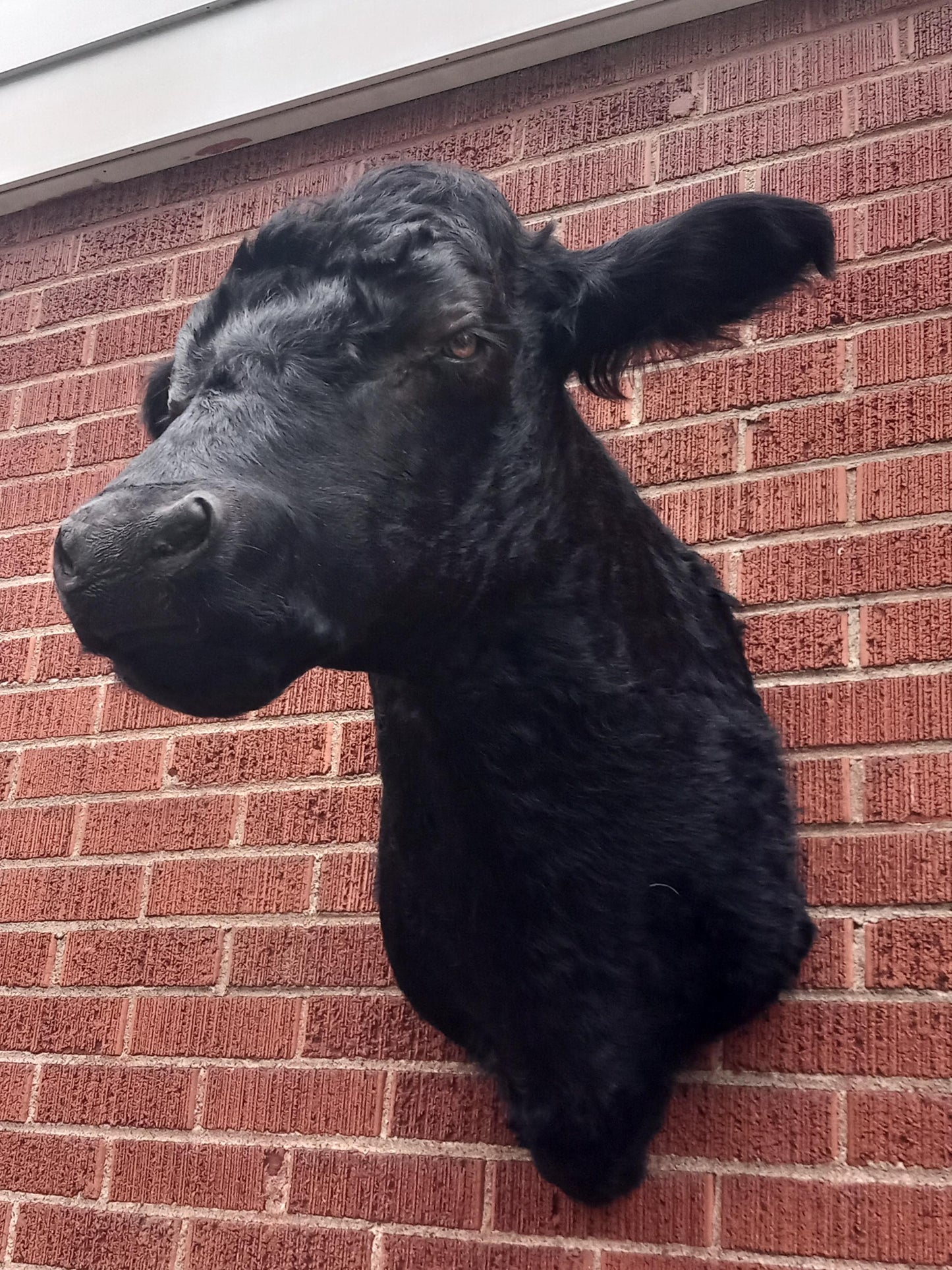 Black shoulder mount cow taxidermy. high quality taxidermy