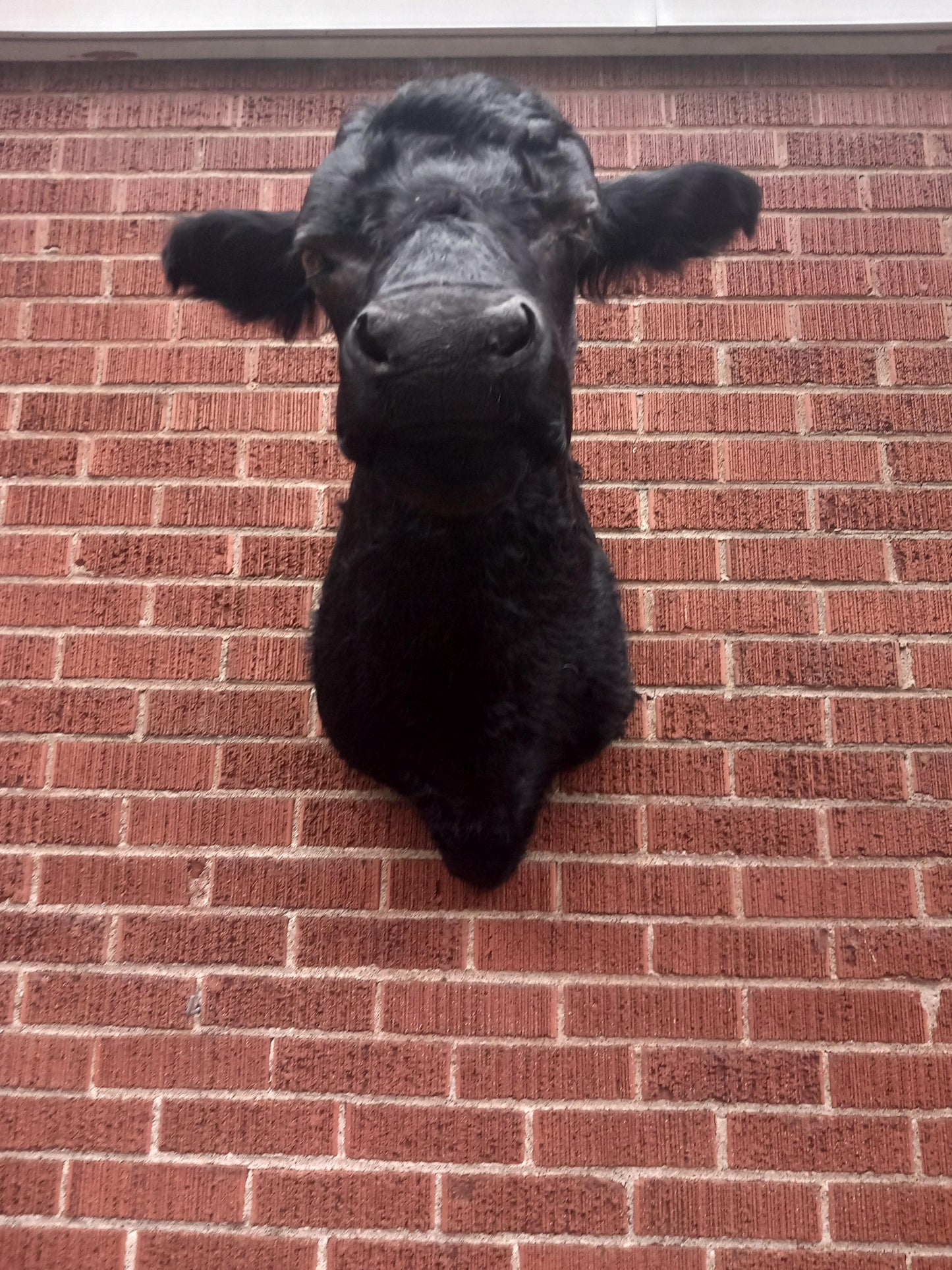 Black shoulder mount cow taxidermy. high quality taxidermy