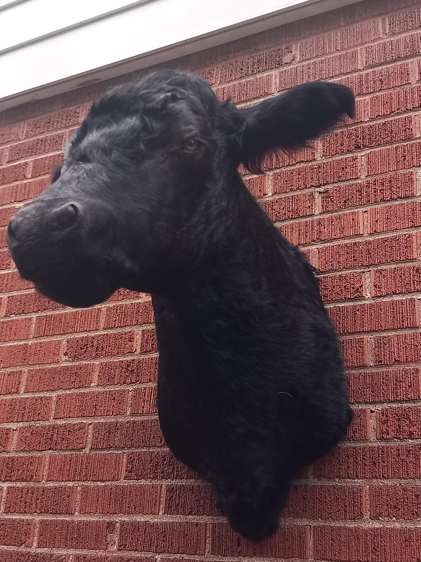 Black shoulder mount cow taxidermy. high quality taxidermy