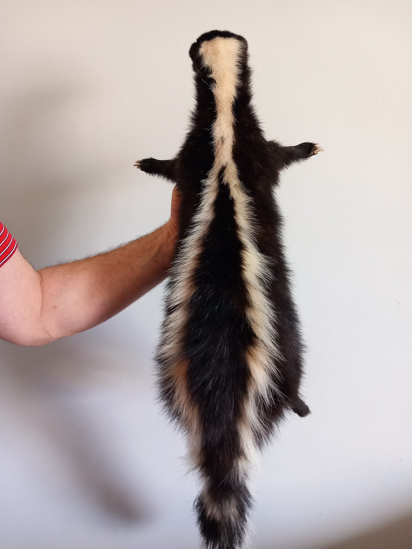 Floppy soft mount skunk taxidermy, high quality taxidermy