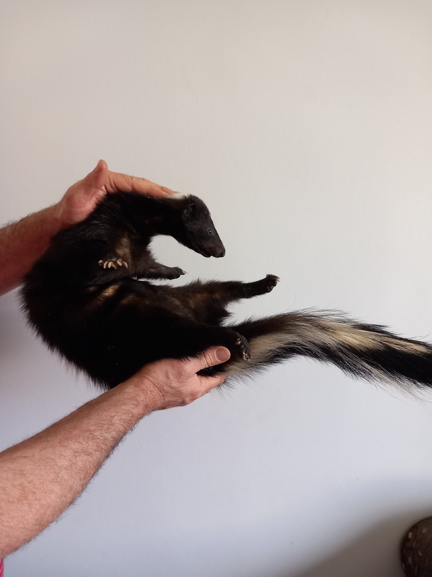 Floppy soft mount skunk taxidermy, high quality taxidermy