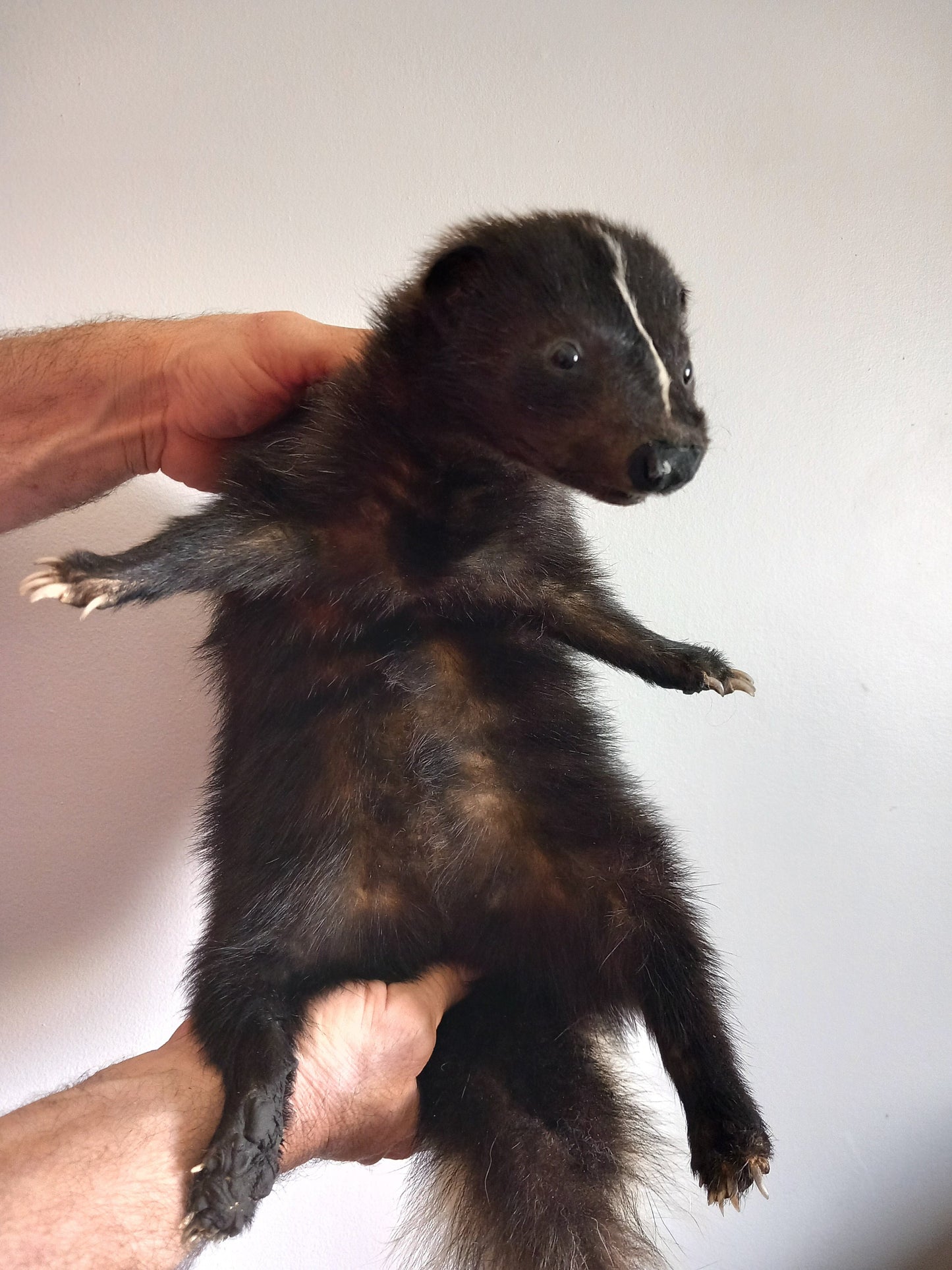 Floppy soft mount skunk taxidermy, high quality taxidermy