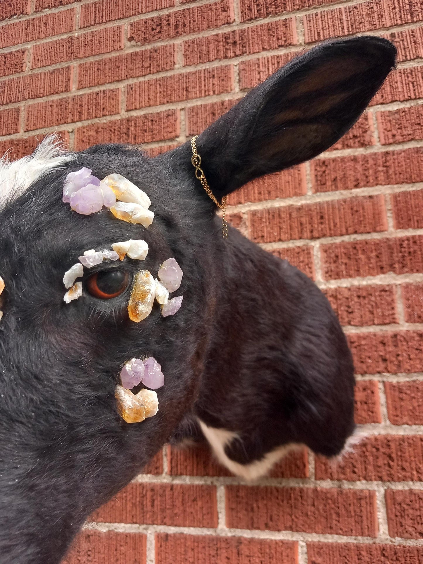 Unique unicorn shoulder mount calf taxidermy with real crystal on the face