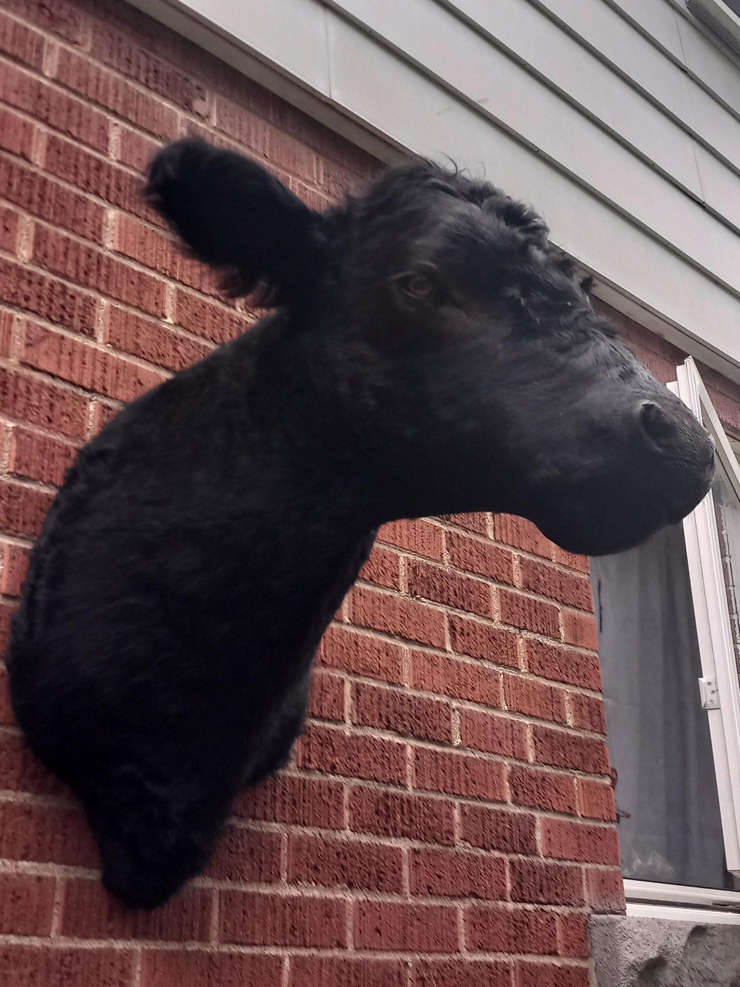 Black shoulder mount cow taxidermy. high quality taxidermy