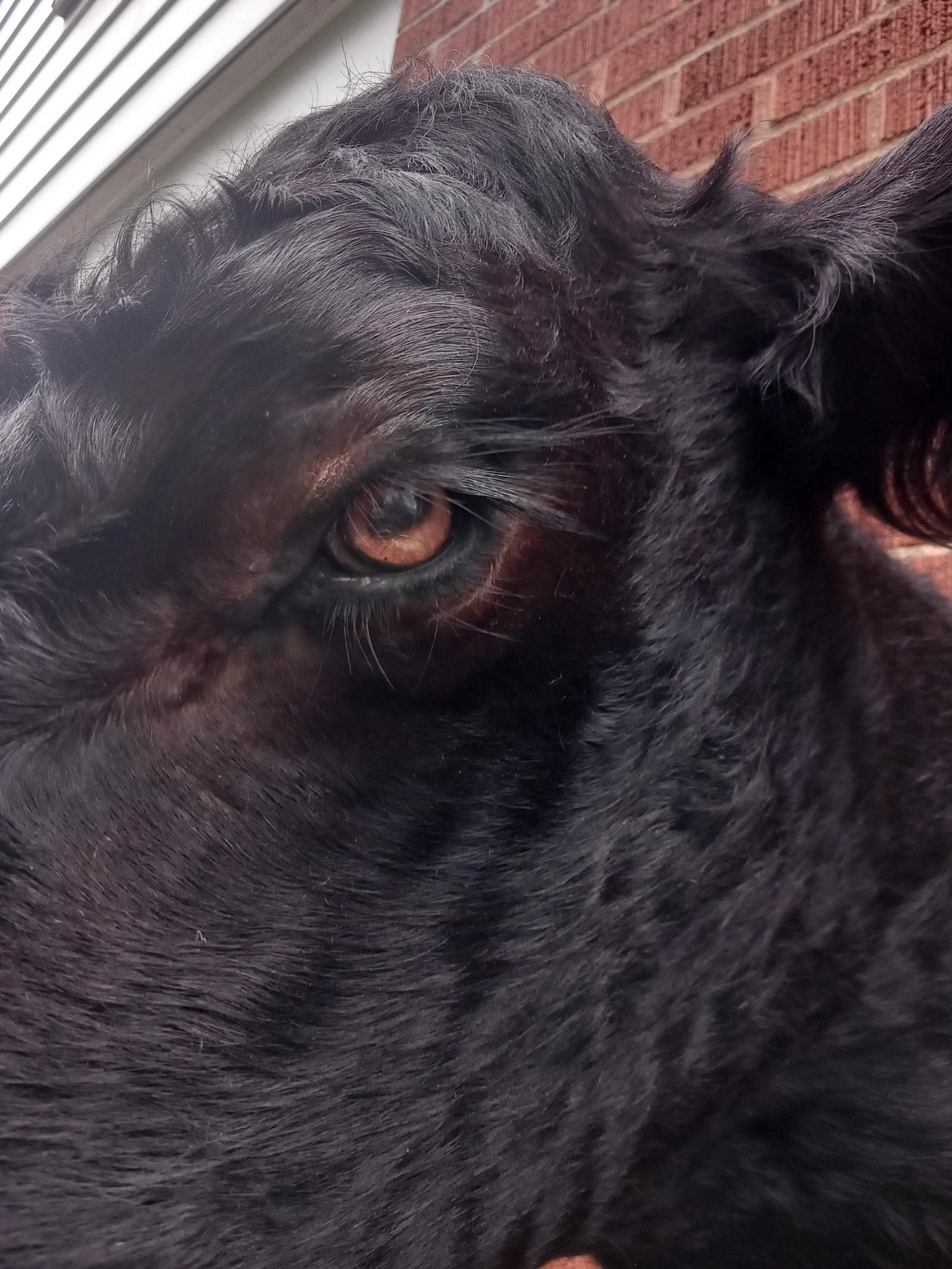 Black shoulder mount cow taxidermy. high quality taxidermy