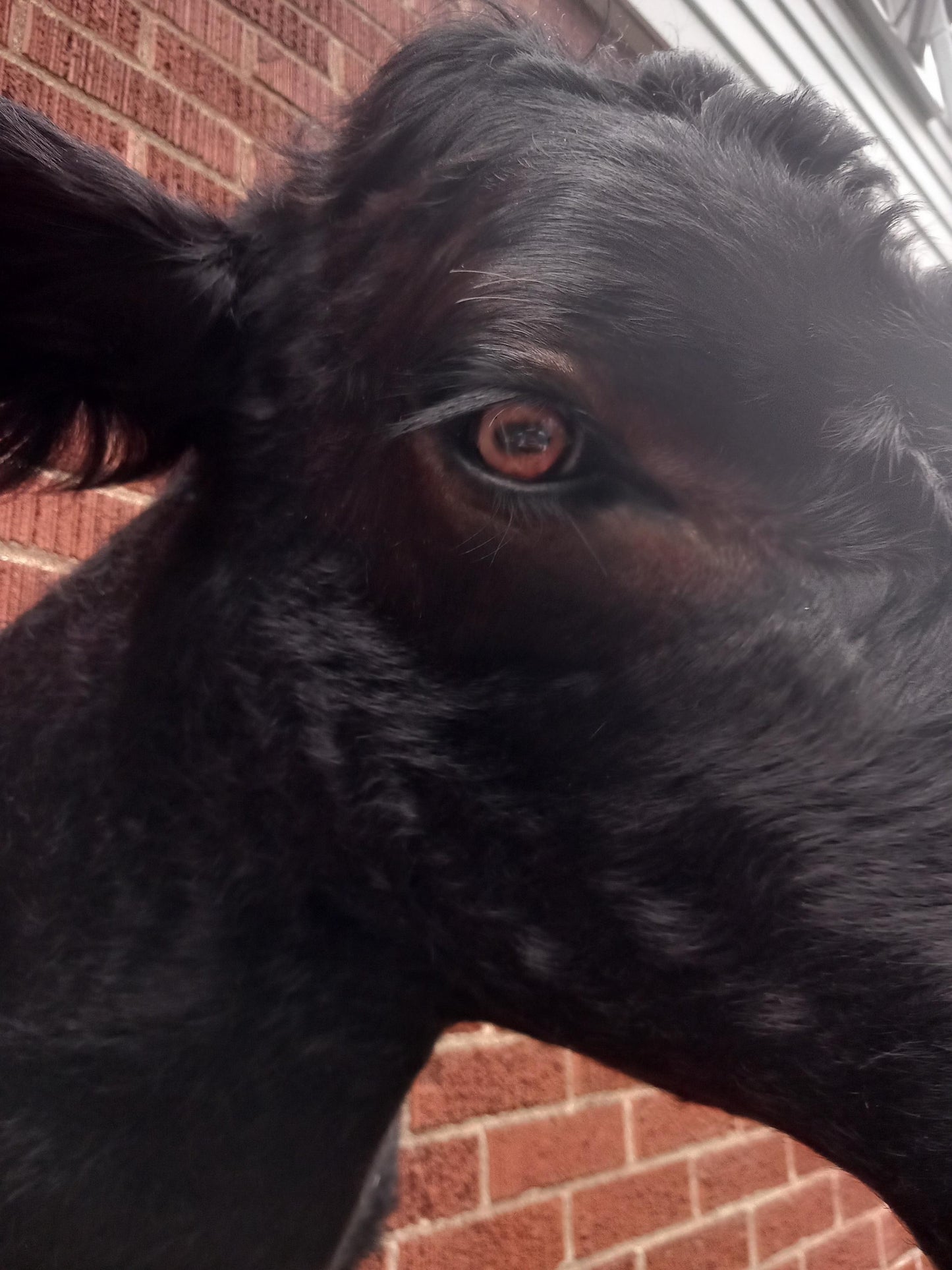 Black shoulder mount cow taxidermy. high quality taxidermy