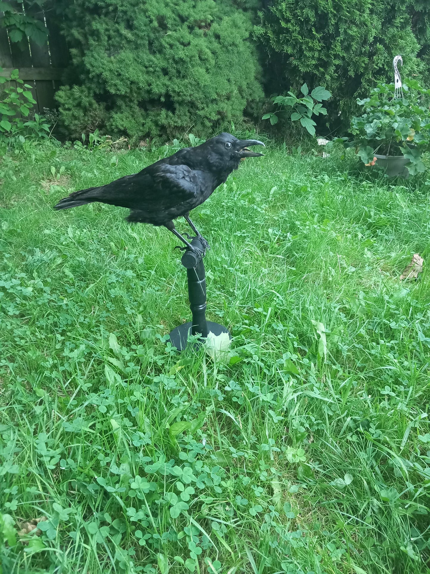 Standing crow taxidermy, carrion crow Standing mount