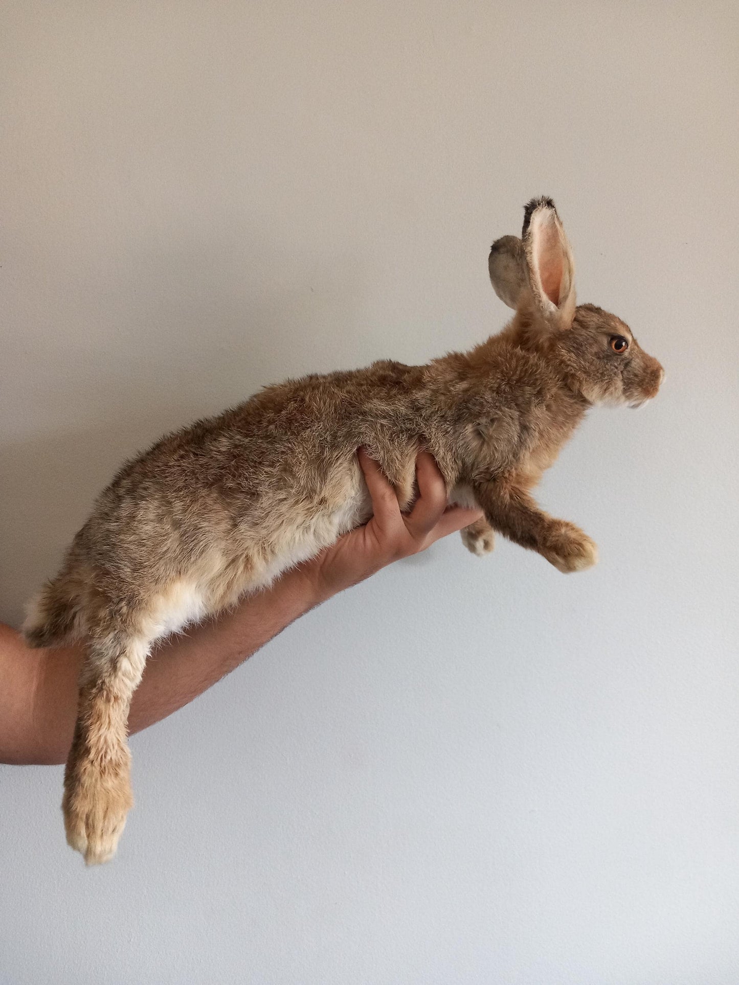 Brown soft mount rabbit taxidermy, floppy soft mount bunny