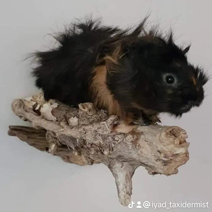 Very cute and fluffy wall mounted standing guinea pig taxidermy