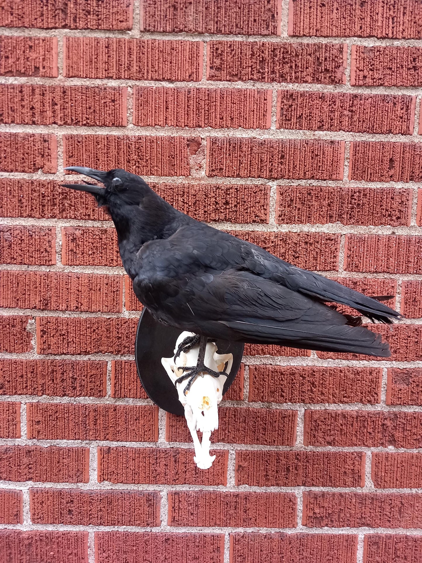 Standing wall mounted crow taxidermy on a very nice and clean coyote skull