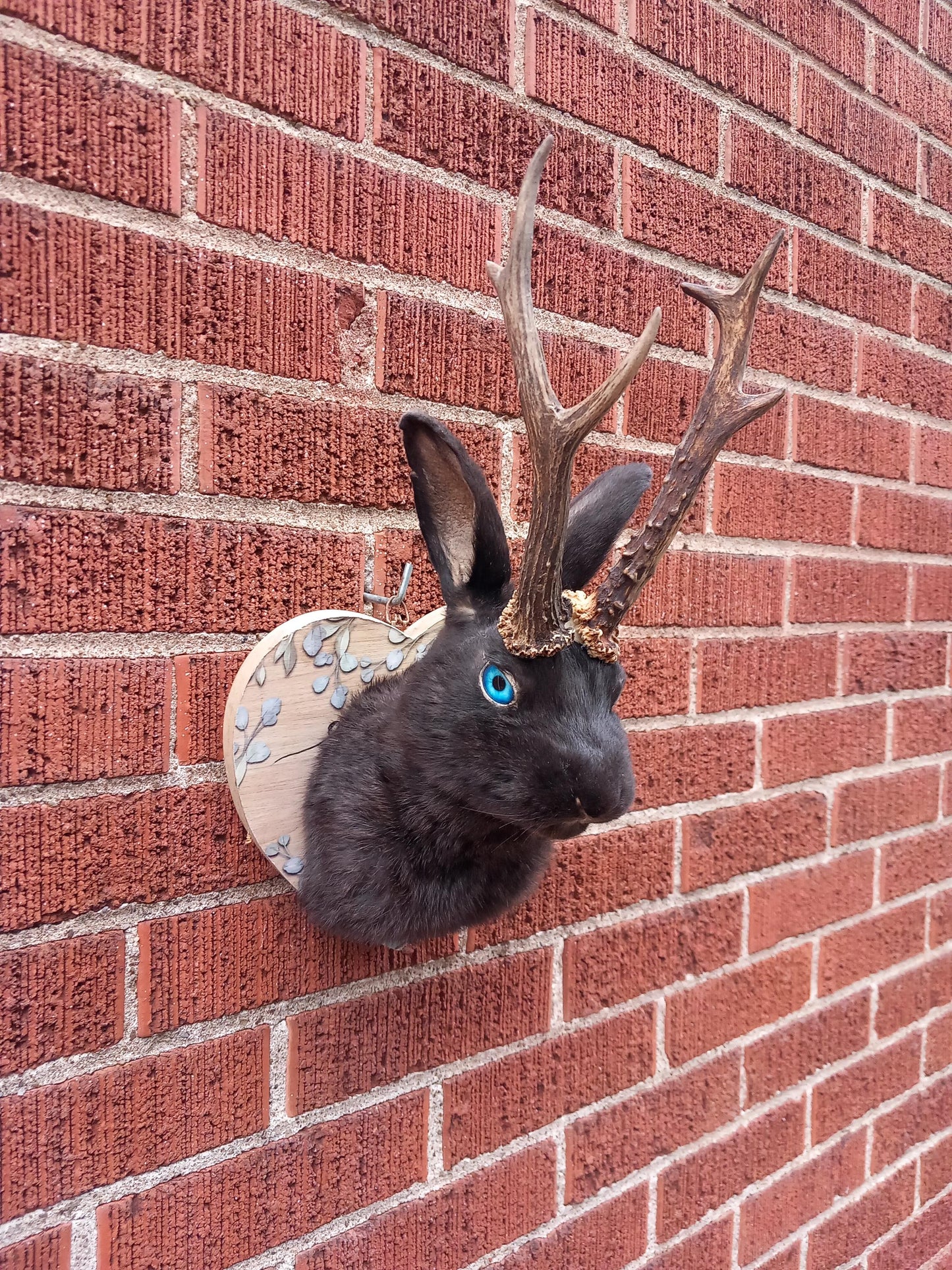 Black shoulder mount jackalope taxidermy with real roe deer skull, Rabbit Taxidermy, bunny wall mounted