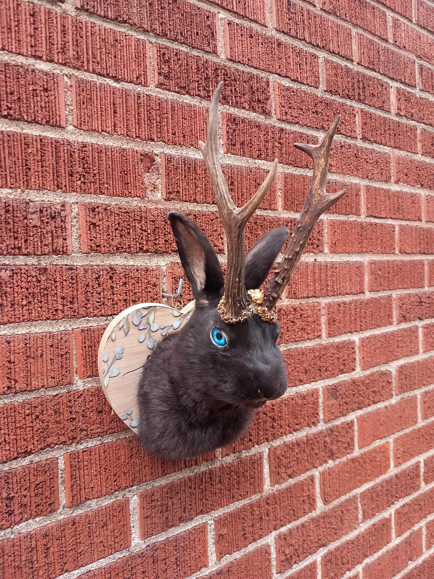 Black shoulder mount jackalope taxidermy with real roe deer skull, Rabbit Taxidermy, bunny wall mounted