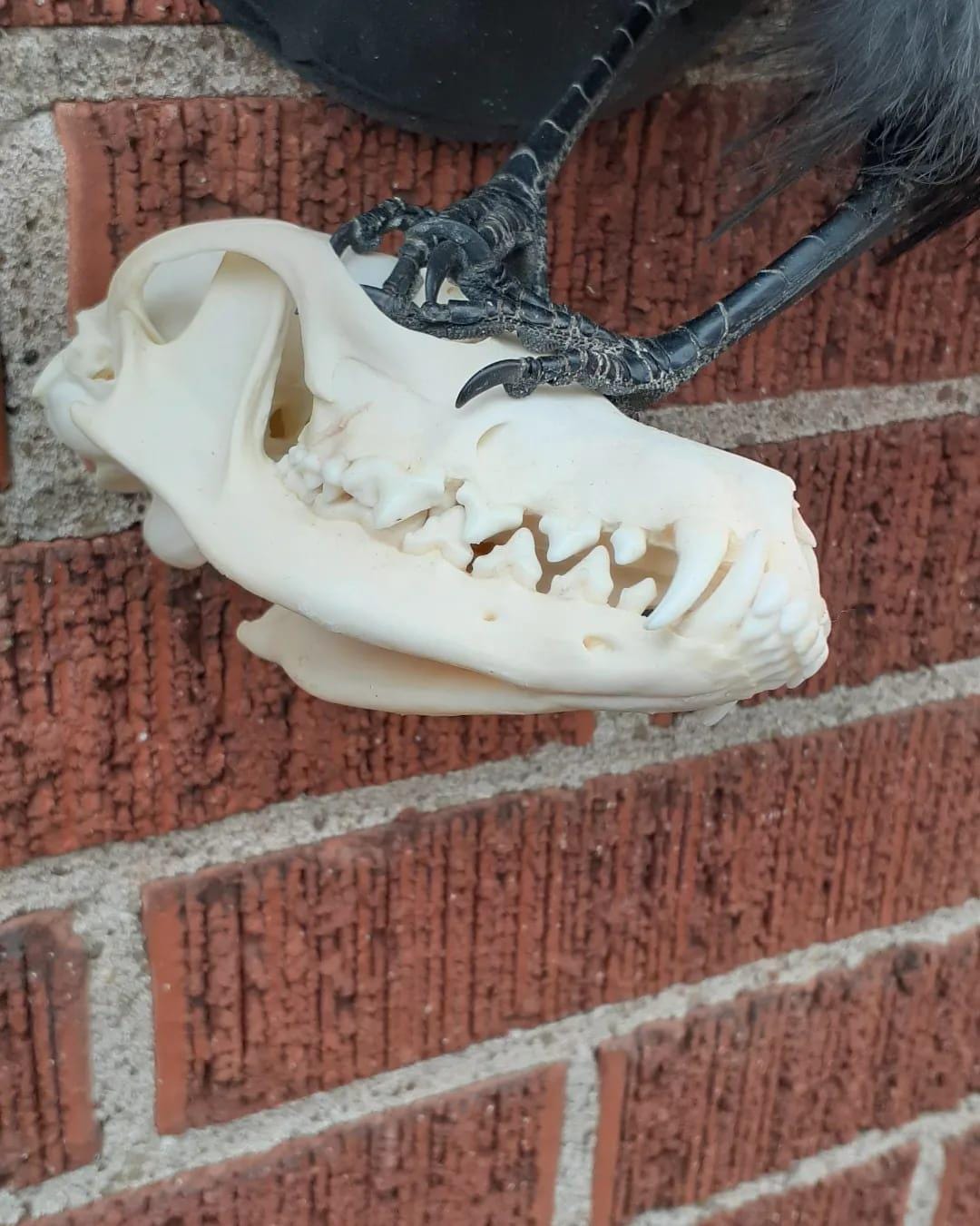 Flying crow taxidermy holding a skull wall mounted carrion crow