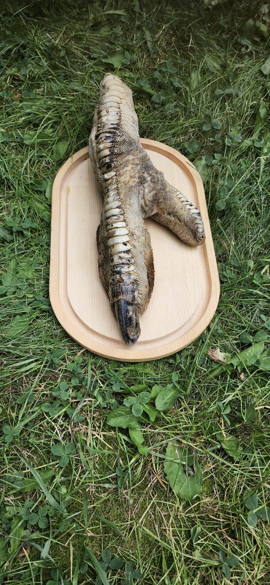 Huge ostrich foot taxidermy on oval wood base