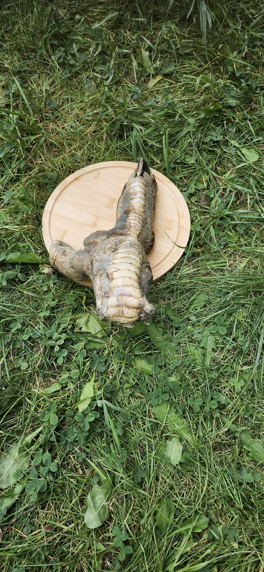 Huge ostrich foot taxidermy