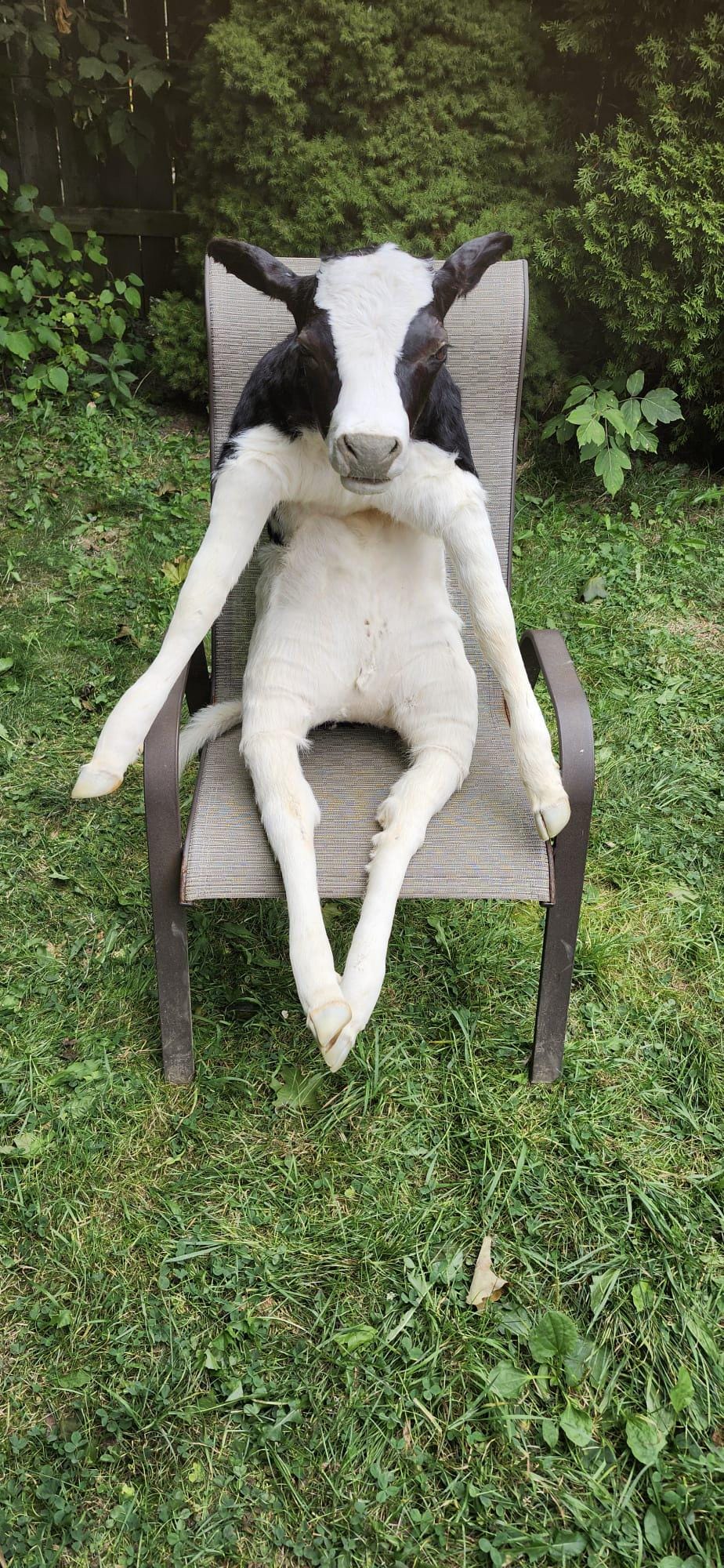 High quality soft mount black and white calf taxidermy