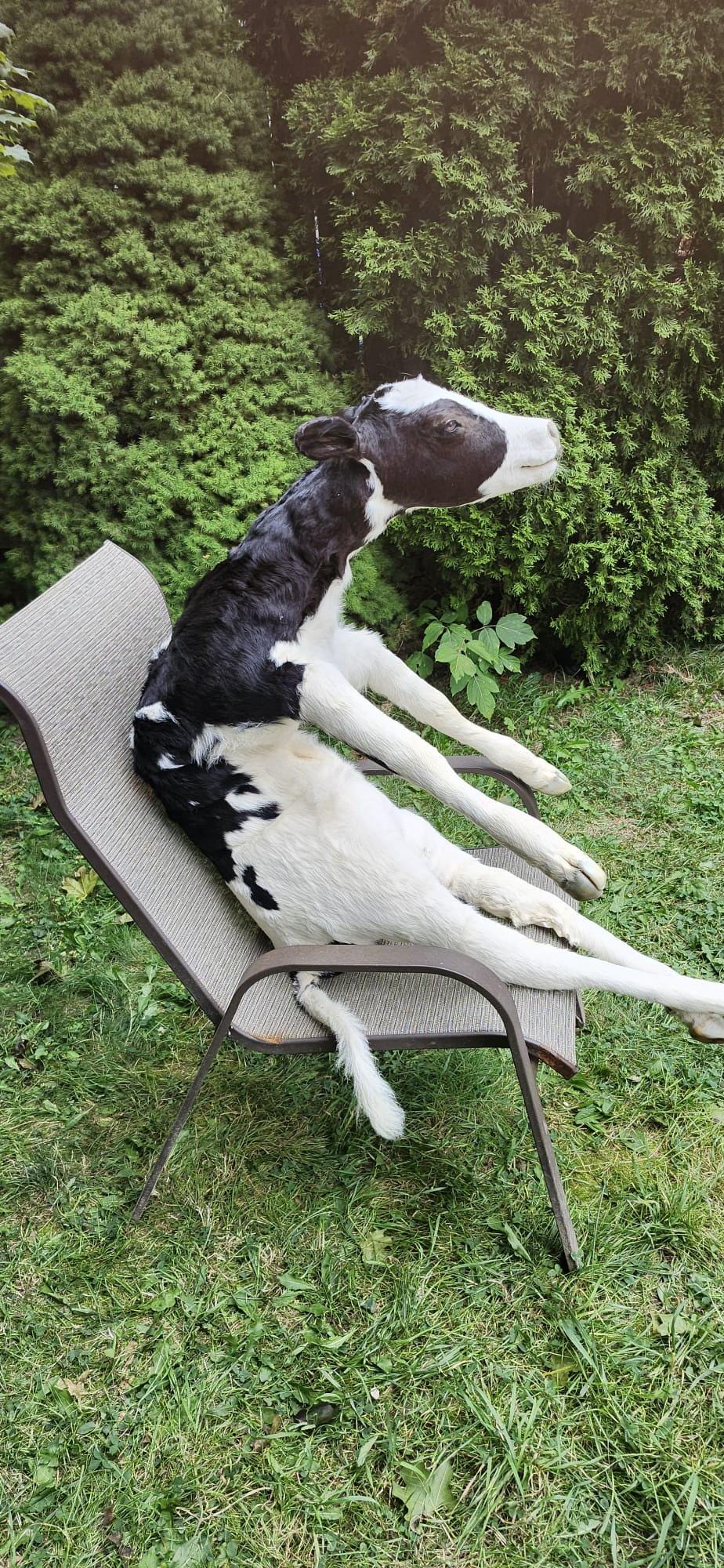 High quality soft mount black and white calf taxidermy