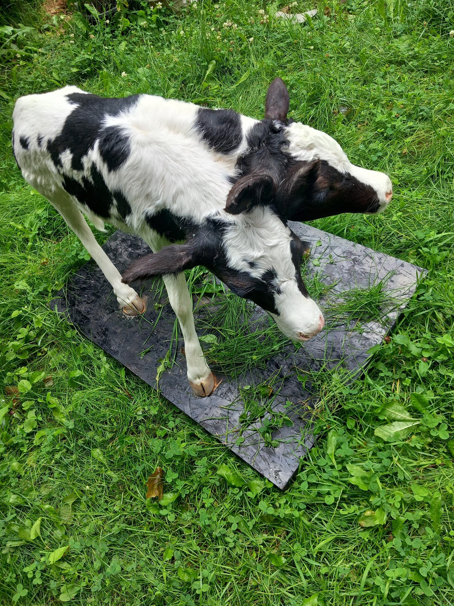 Two headed life-size full body calf taxidermy, two headed sewed together