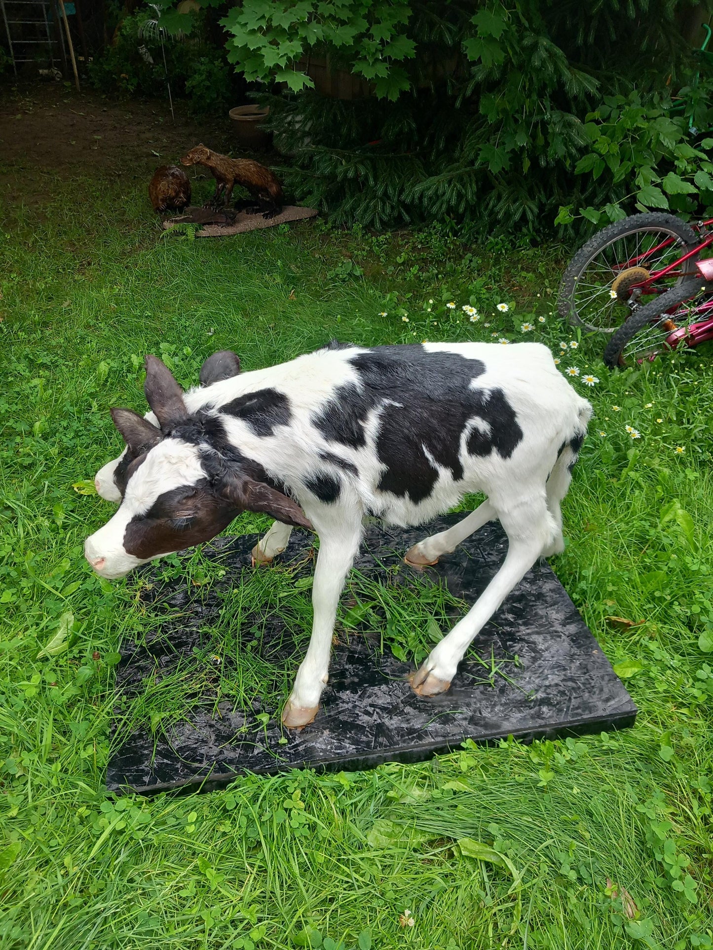 Two headed life-size full body calf taxidermy, two headed sewed together