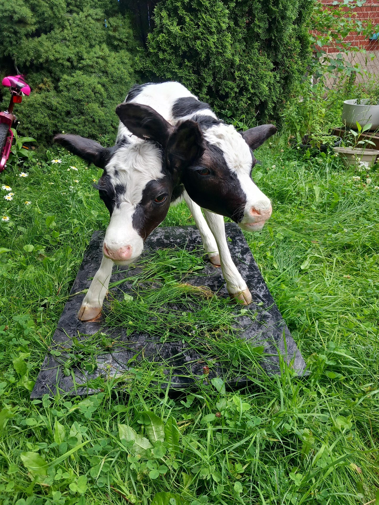 Two headed life-size full body calf taxidermy, two headed sewed together