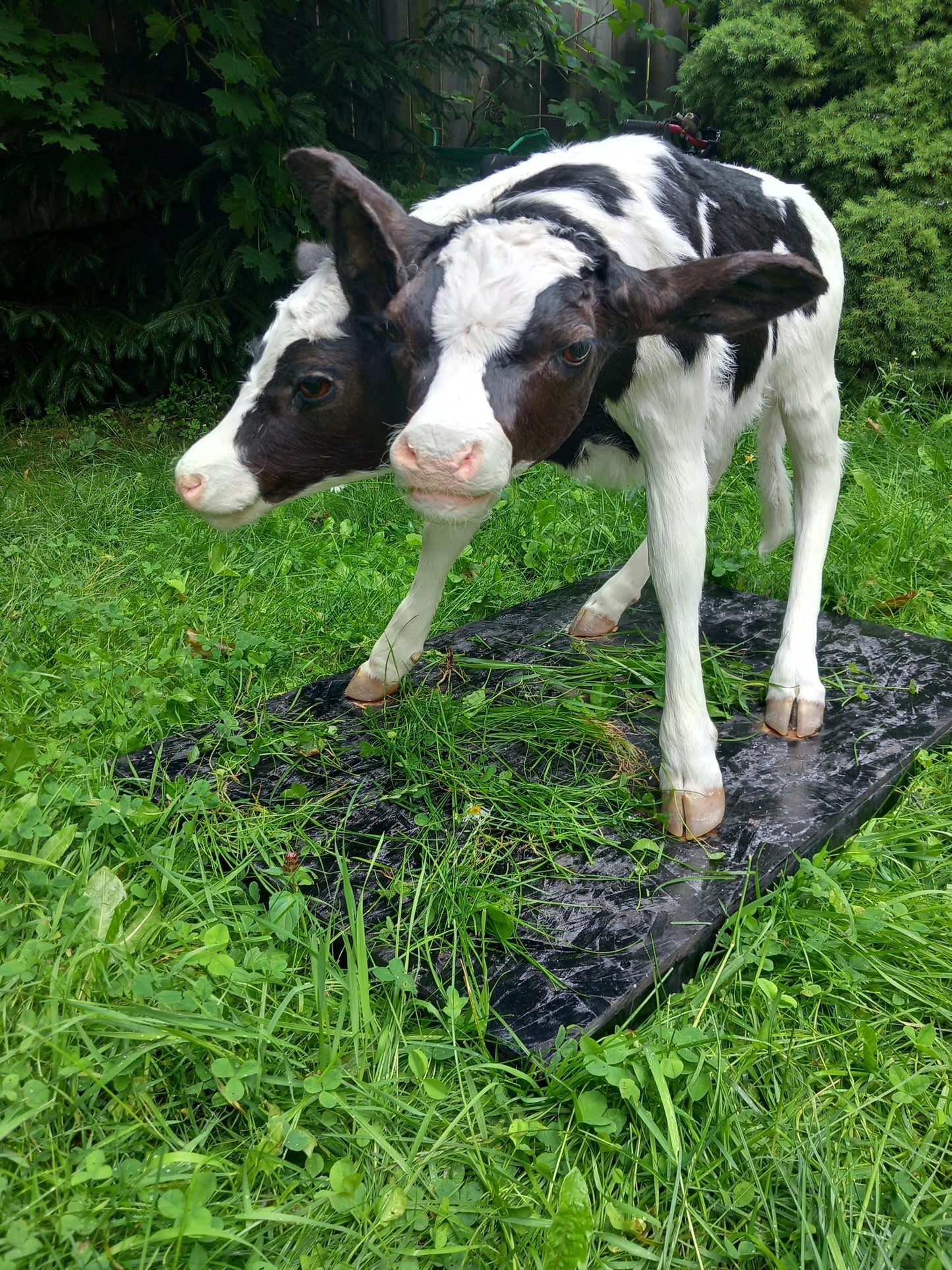 Two headed life-size full body calf taxidermy, two headed sewed together
