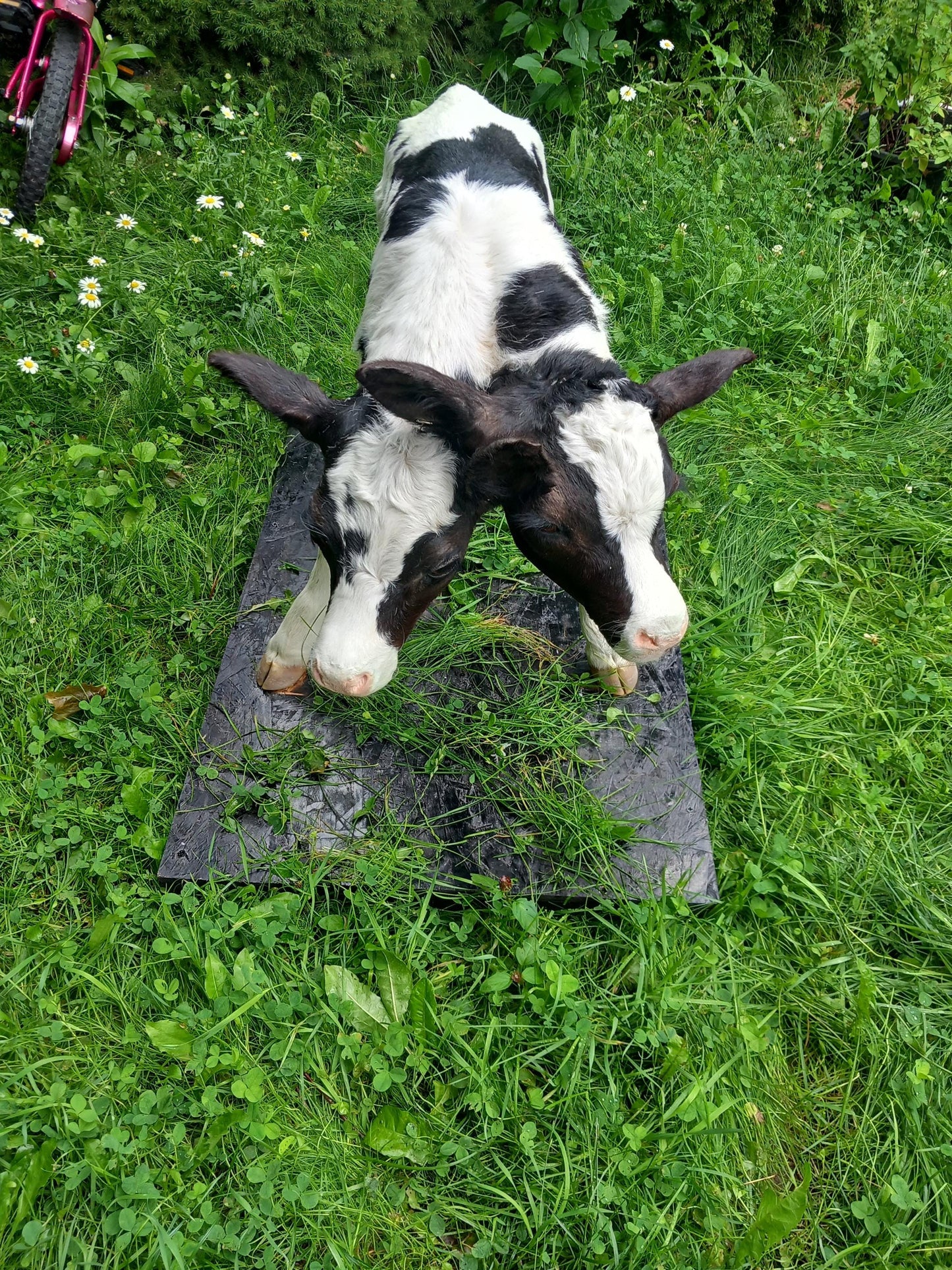 Two headed life-size full body calf taxidermy, two headed sewed together