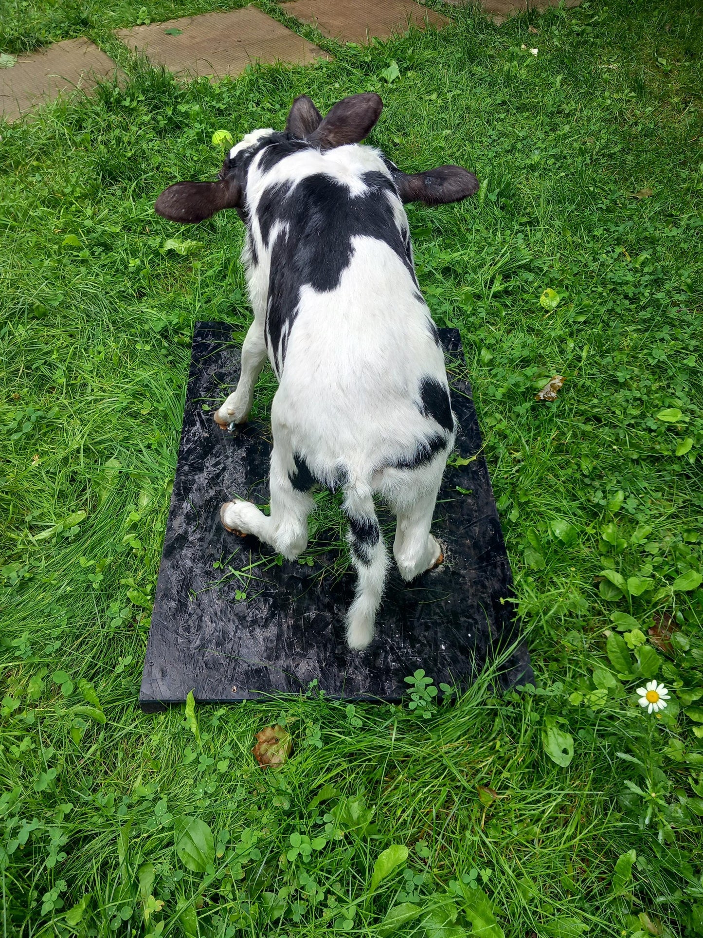 Two headed life-size full body calf taxidermy, two headed sewed together