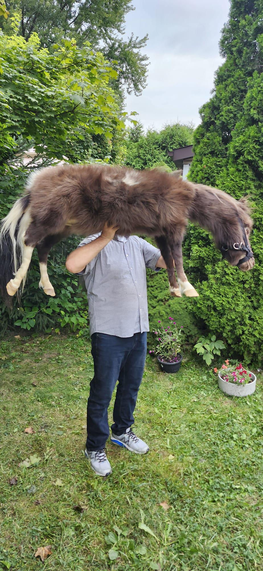 Soft mount pony taxidermy, rare to find high quality taxidermy