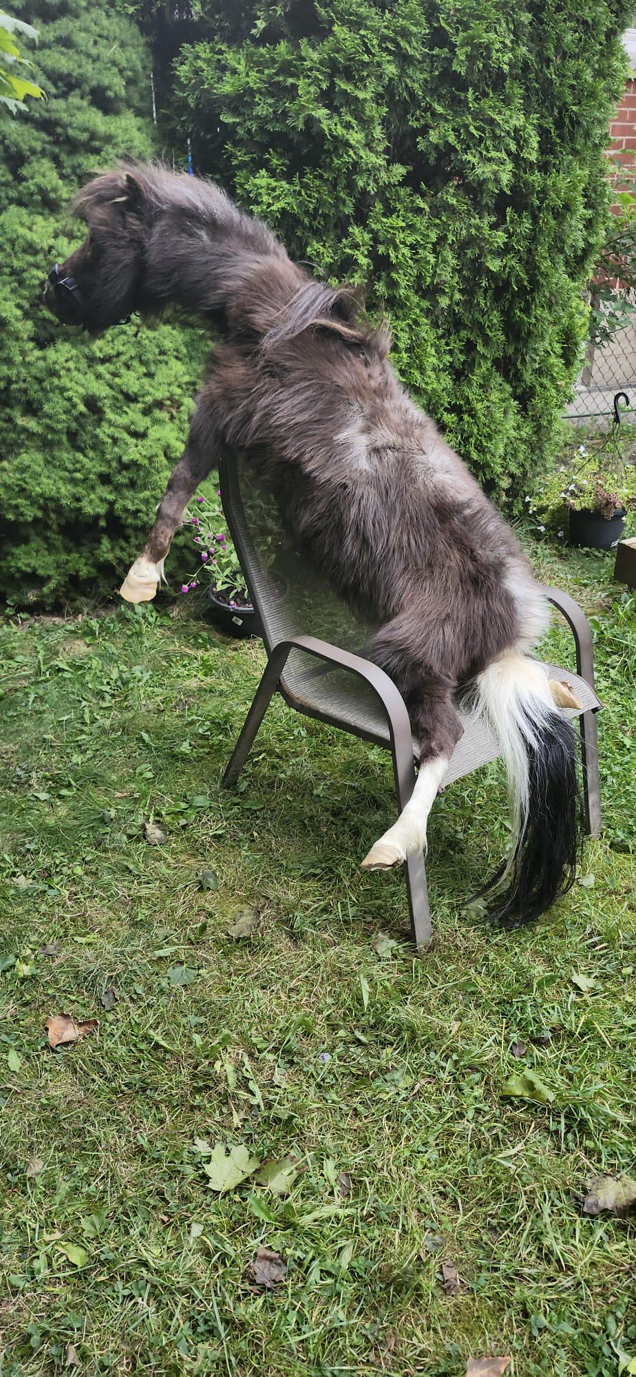 Soft mount pony taxidermy, rare to find high quality taxidermy