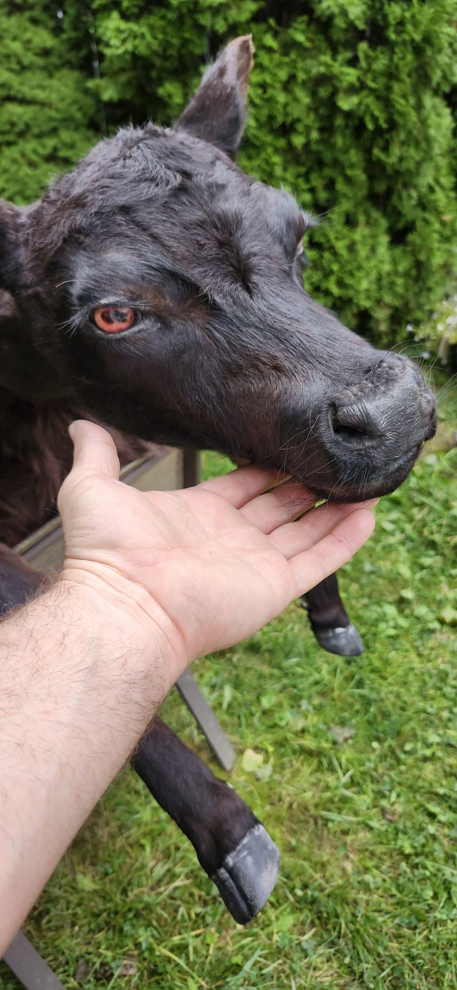 Soft mount black calf taxidermy
