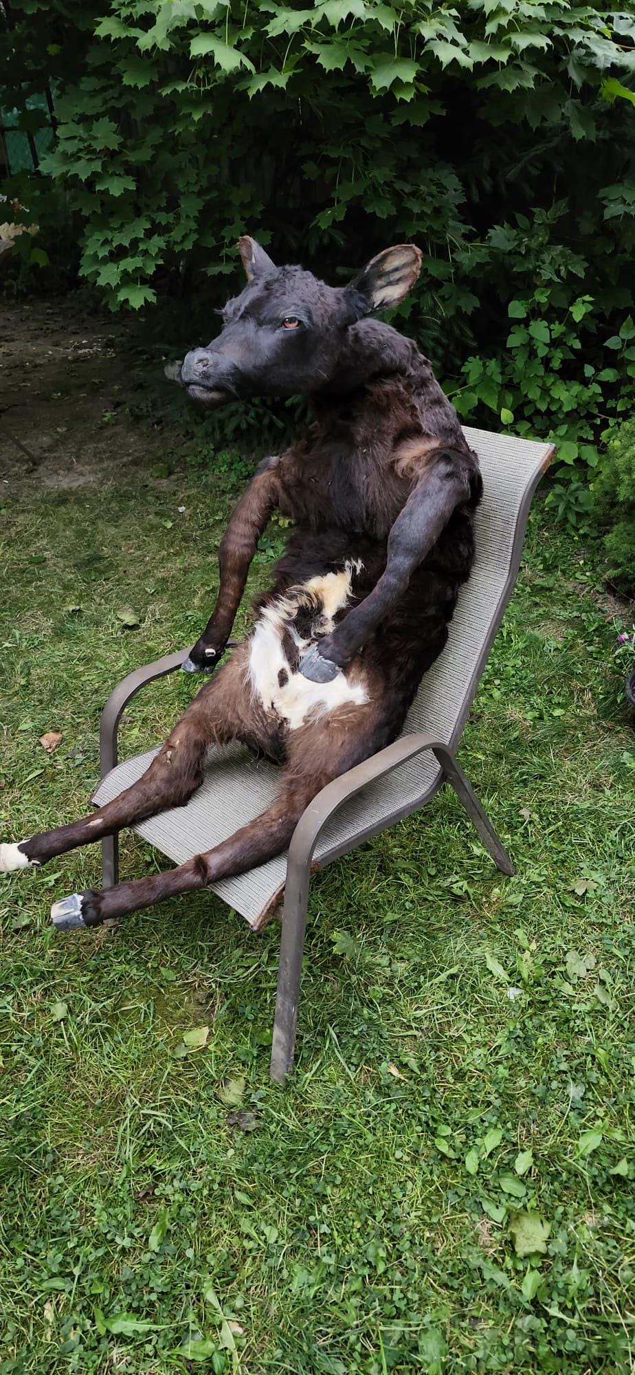 Soft mount black calf taxidermy