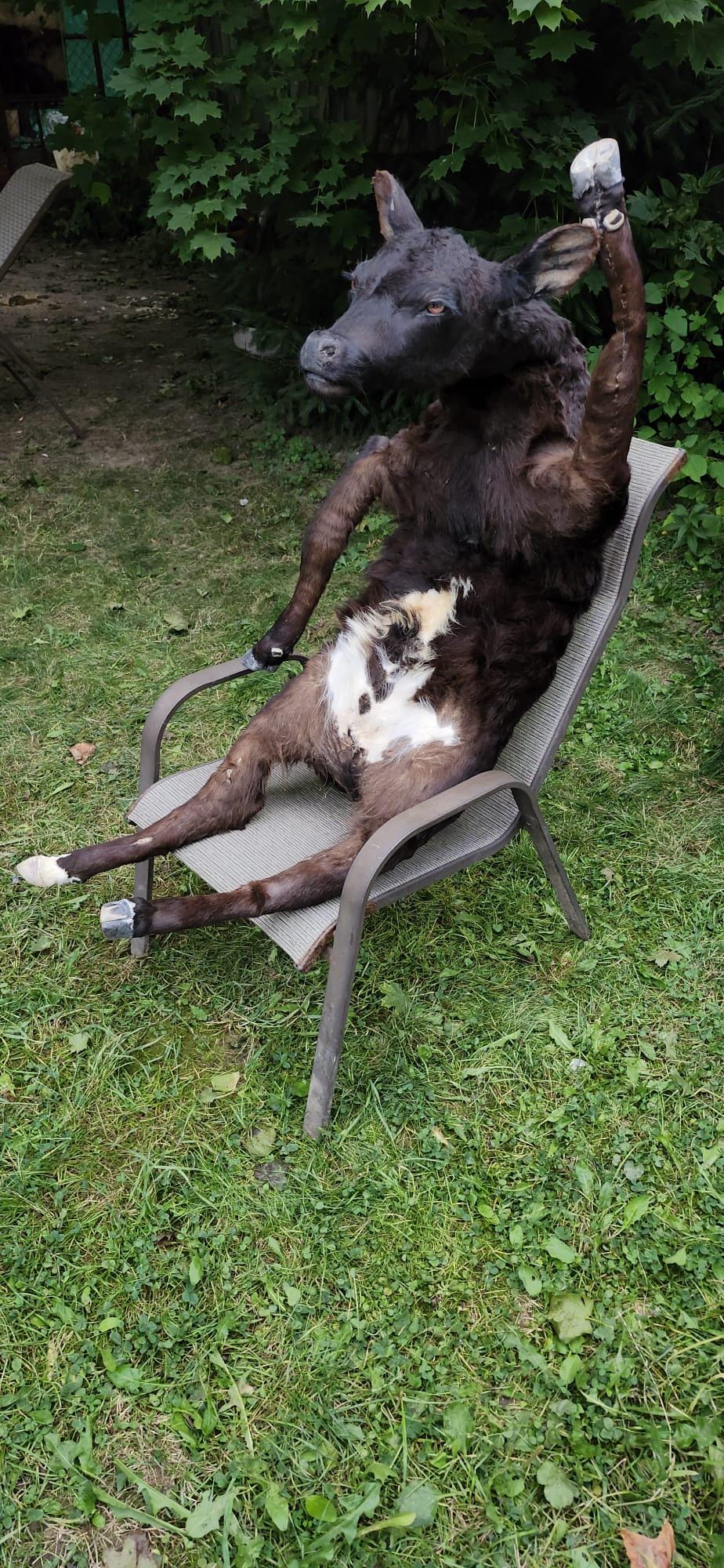 Soft mount black calf taxidermy